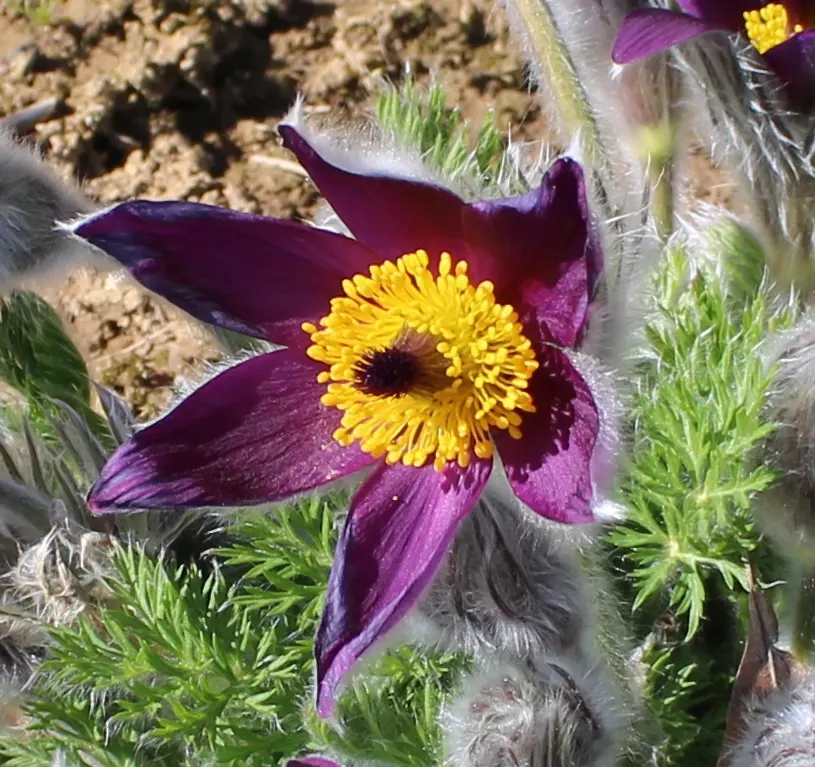Pasque Flower (Pulsatilla Vulgaris) — fern-like foliage that emerges with a silvery hue; are bell-shaped and measure about 2 to 2.5 inches in, image 136