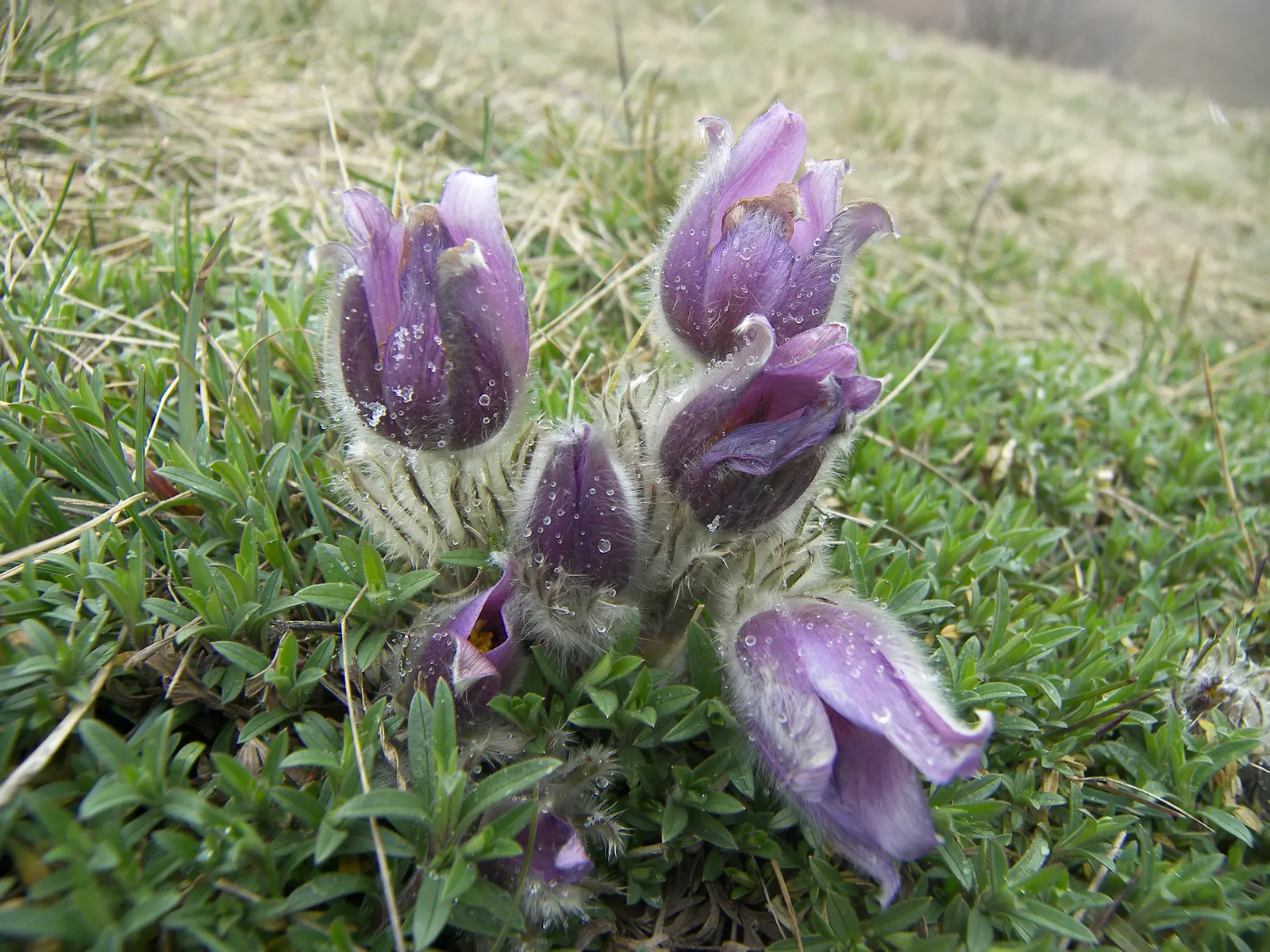 Pasque Flower (Pulsatilla Vulgaris) — growing to a mature size of around 8-12 inches in height and width