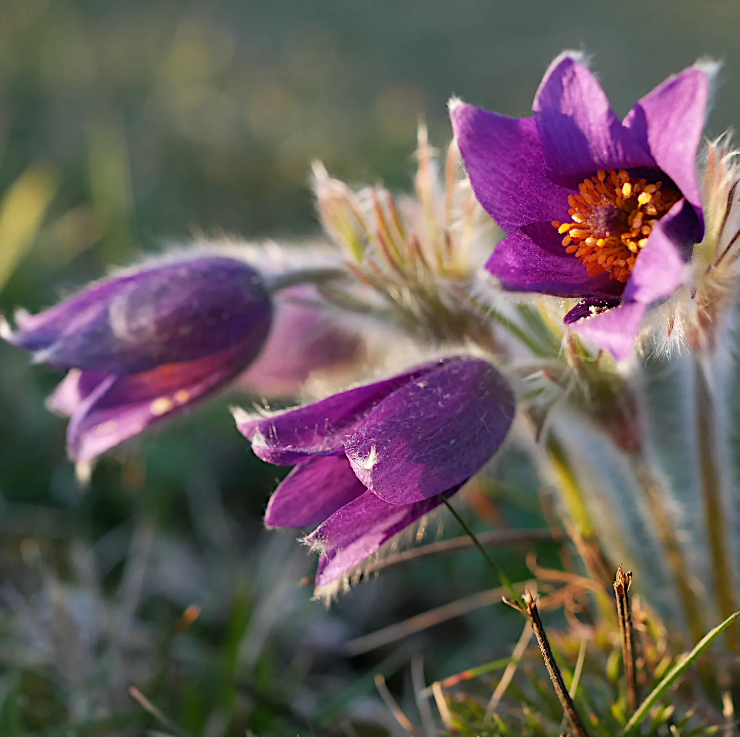 Pasque Flower (Pulsatilla Vulgaris) — ensure the planting site has well-draining soil; each bloom is crowned with golden-yellow stamens