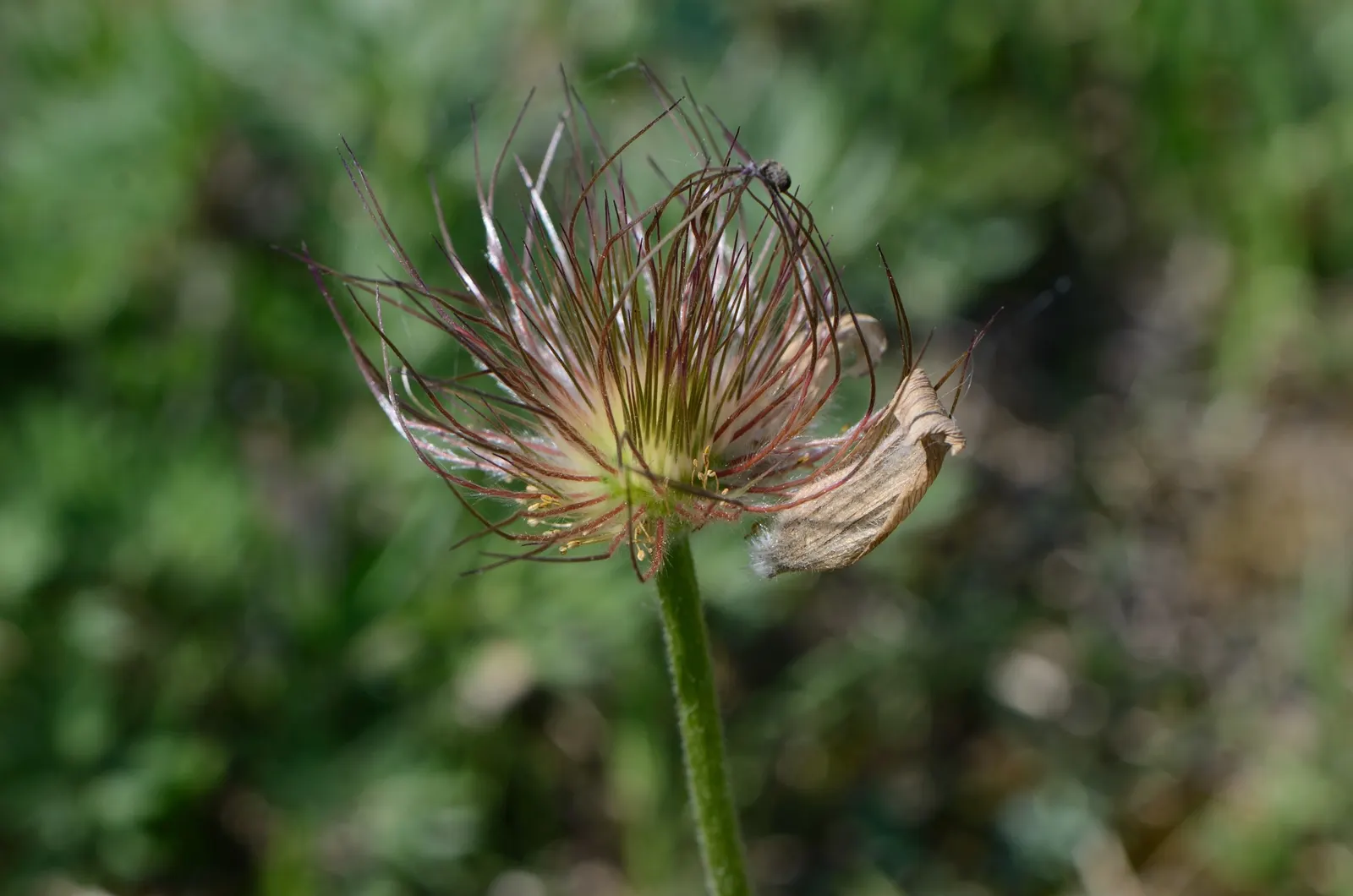 Pasque Flower (Pulsatilla Vulgaris) — Their vibrant colors range from deep violet and lavender to red; textured backdrop for its showy blossoms, image 110