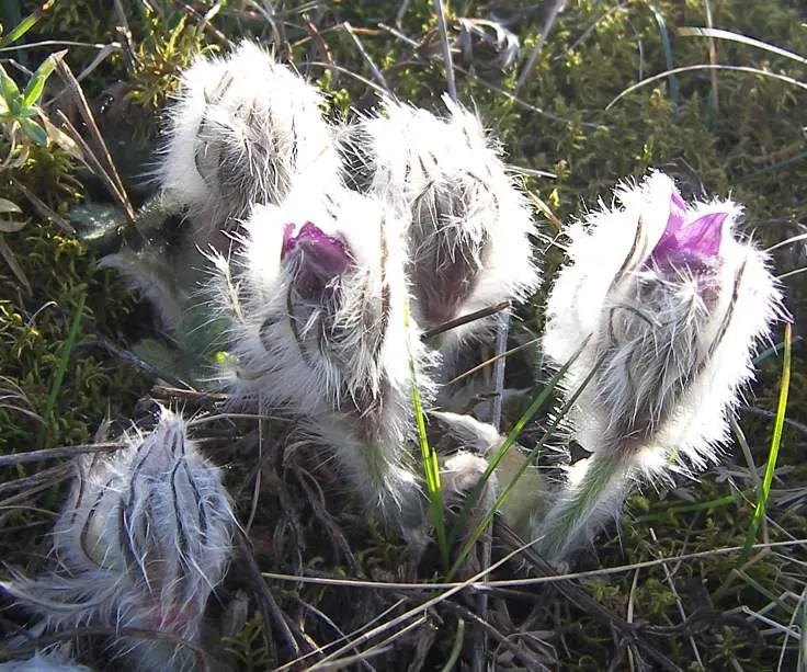 Pasque Flower (Pulsatilla Vulgaris) — is a charming and resilient herbaceous perennial that brings early spring color to the landscape; followed by, image 160