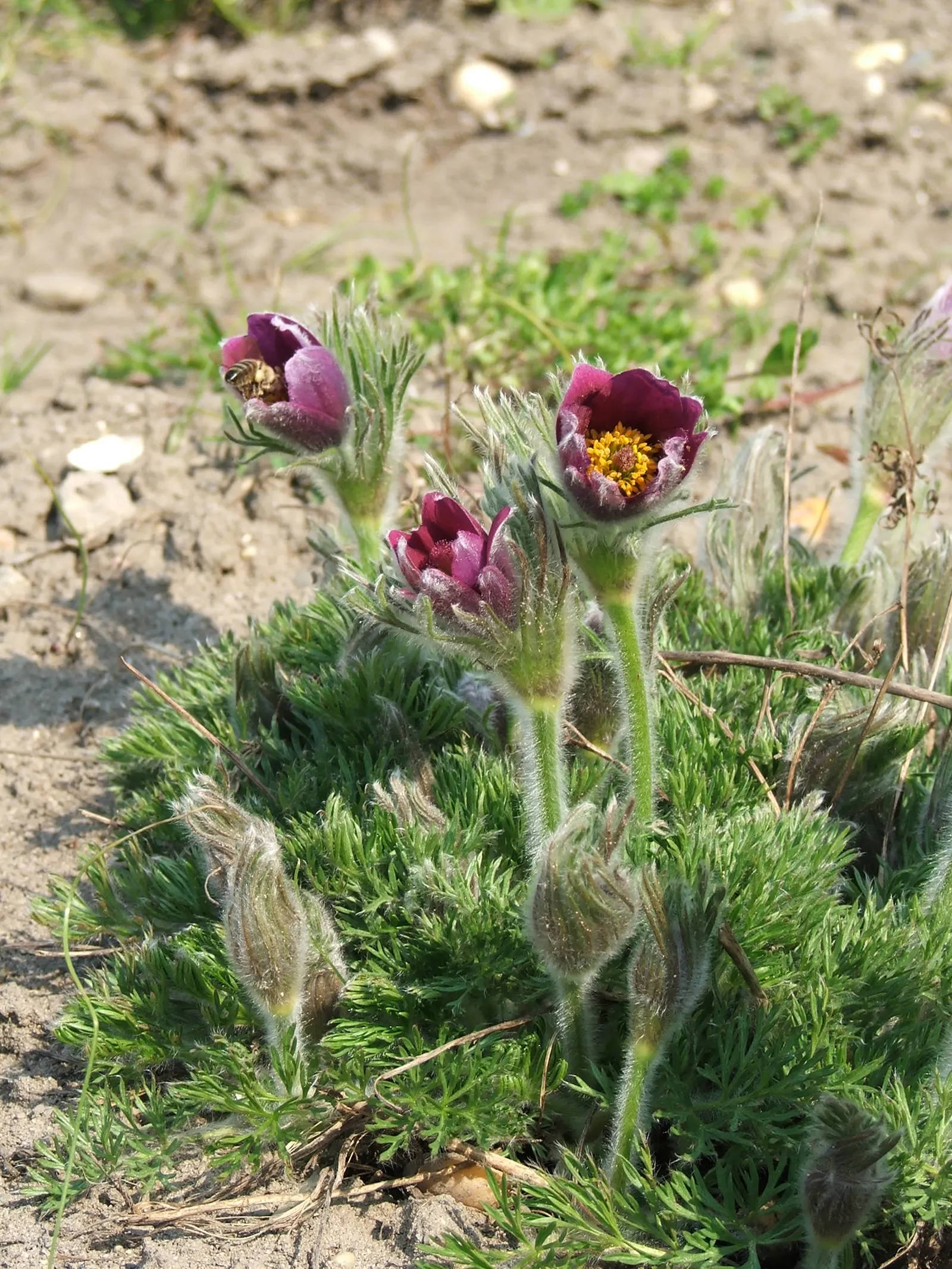 Pasque Flower (Pulsatilla Vulgaris) — Pulsatilla vulgaris typically grows to a height of 6 to 8 inches tall and spreads about the same in width, image 74