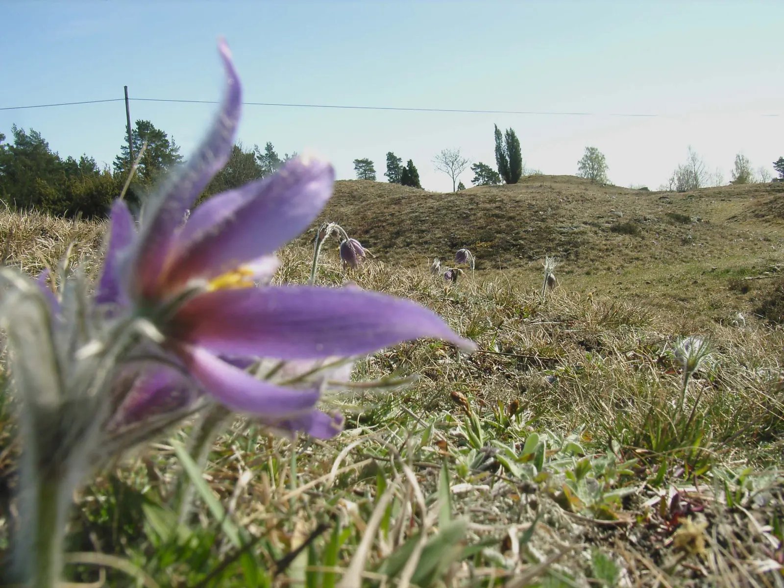 Pasque Flower (Pulsatilla Vulgaris) — adding textured interest to rock gardens and borders; adding a warm contrast.<br><br>As the season progresses, image 98