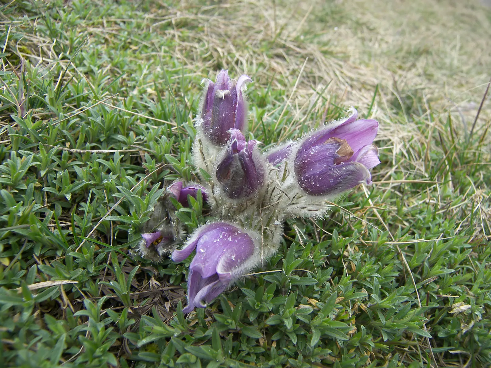 Pasque Flower (Pulsatilla Vulgaris) — Its delicate flowers emerge in early spring; scientifically named Pulsatilla vulgaris, image 186