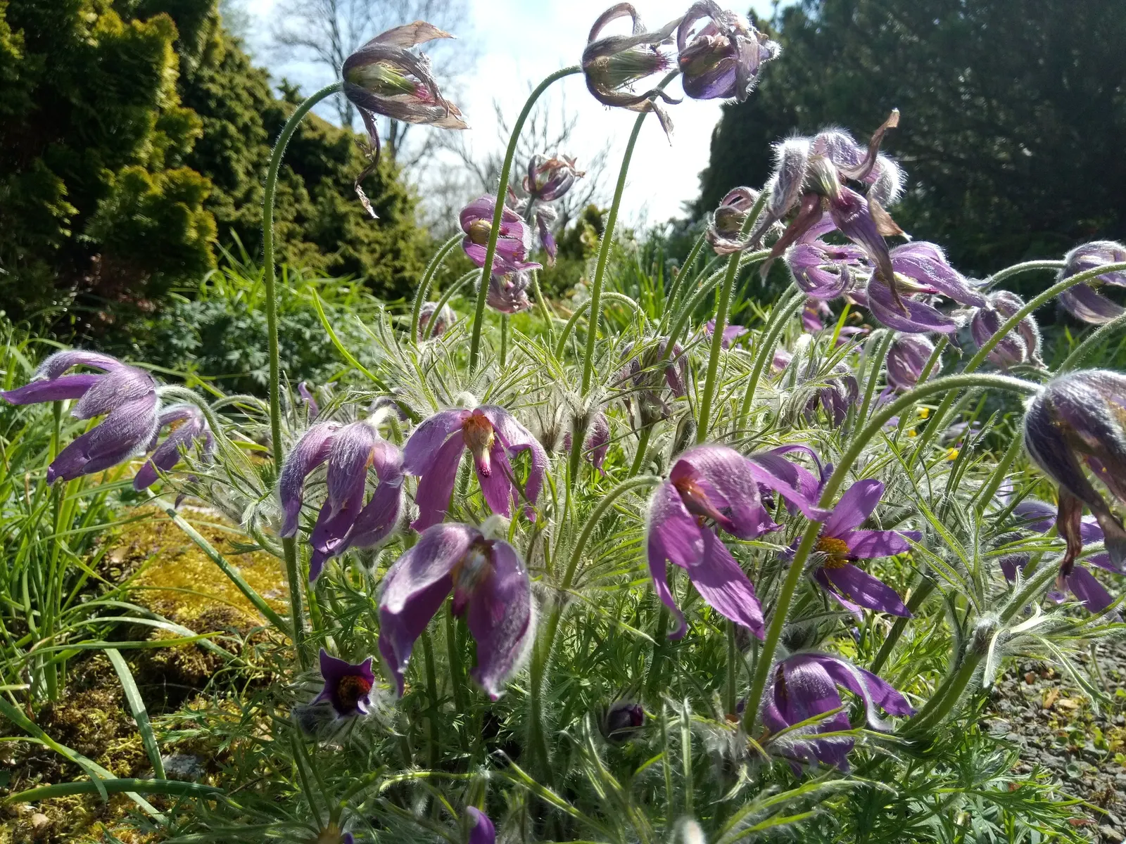 Pasque Flower (Pulsatilla Vulgaris) — as Pulsatilla vulgaris is sensitive to excessive moisture; perennial with blue blooms, image 116