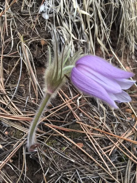 Pasque Flower (Pulsatilla Vulgaris) — It prefers a neutral to slightly alkaline pH and will require minimal maintenance once established