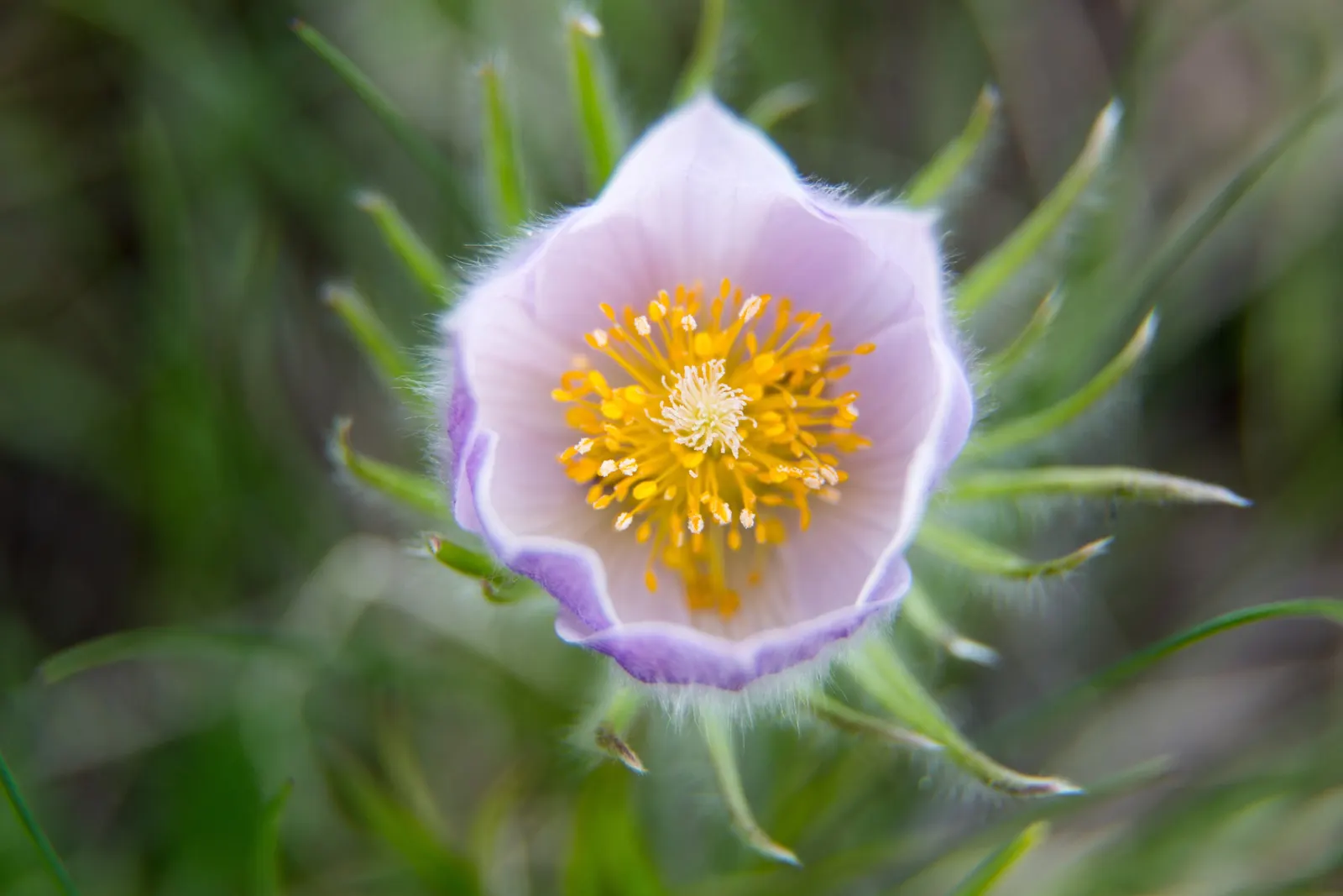 Pasque Flower (Pulsatilla Vulgaris) — Flourishing in full sun to part shade; appearing from early to mid-spring, image 63