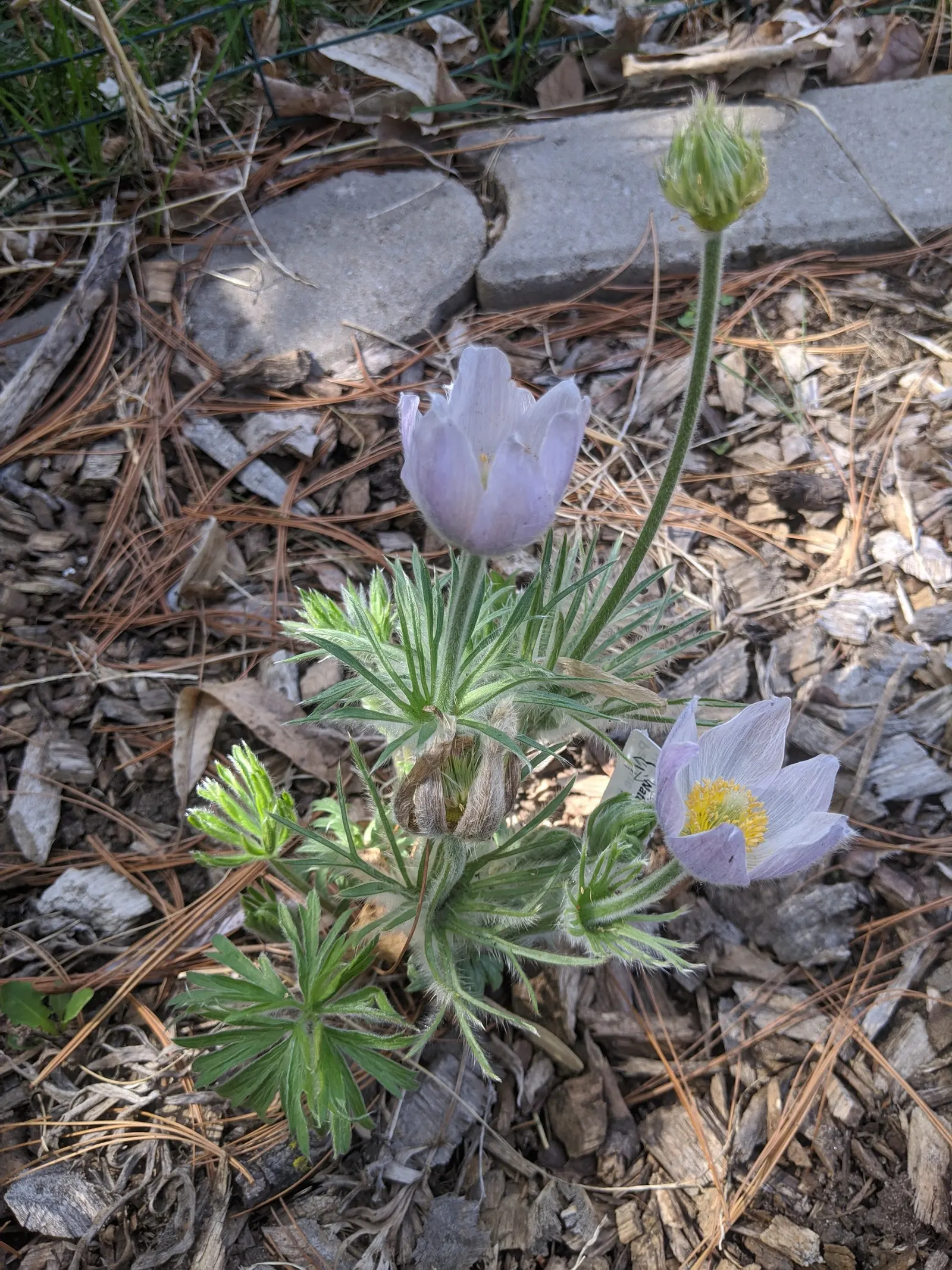 Pasque Flower (Pulsatilla Vulgaris) — Its delicate flowers emerge in early spring