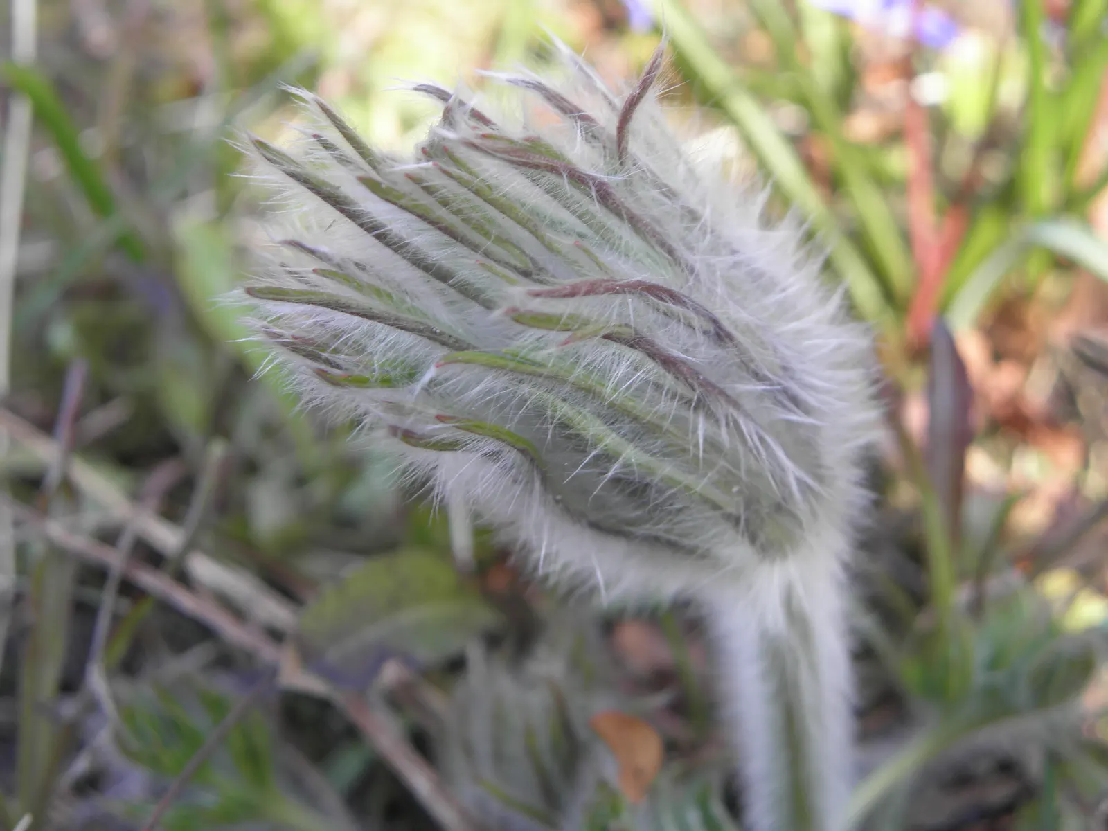Pasque Flower (Pulsatilla Vulgaris) — adding a warm contrast.<br><br>As the season progresses; adding textured interest to rock gardens and borders, image 83