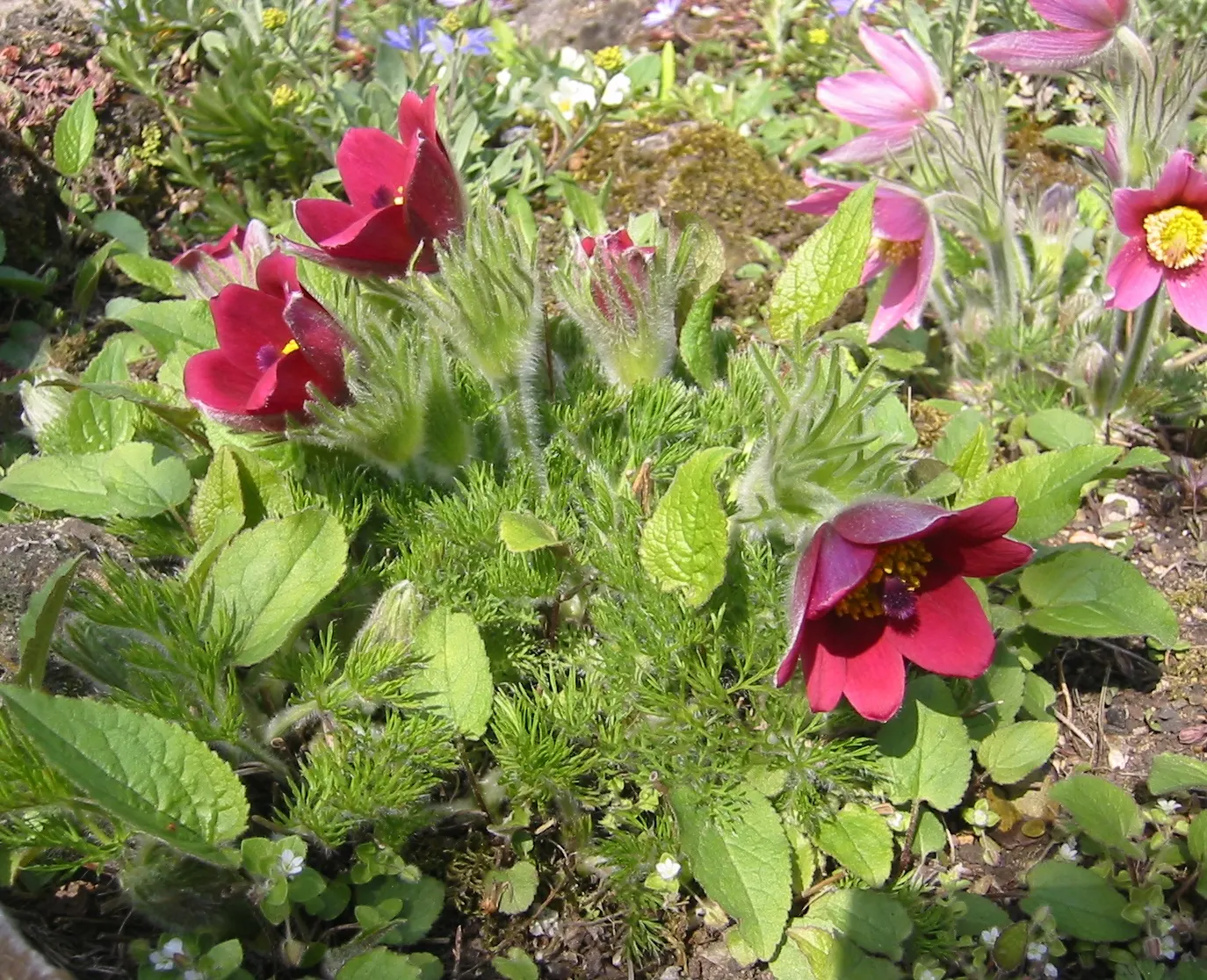 Pasque Flower (Pulsatilla Vulgaris) — Each bloom is crowned with golden-yellow stamens; the Pasque Flower (Pulsatilla vulgaris) is a captivating, image 112
