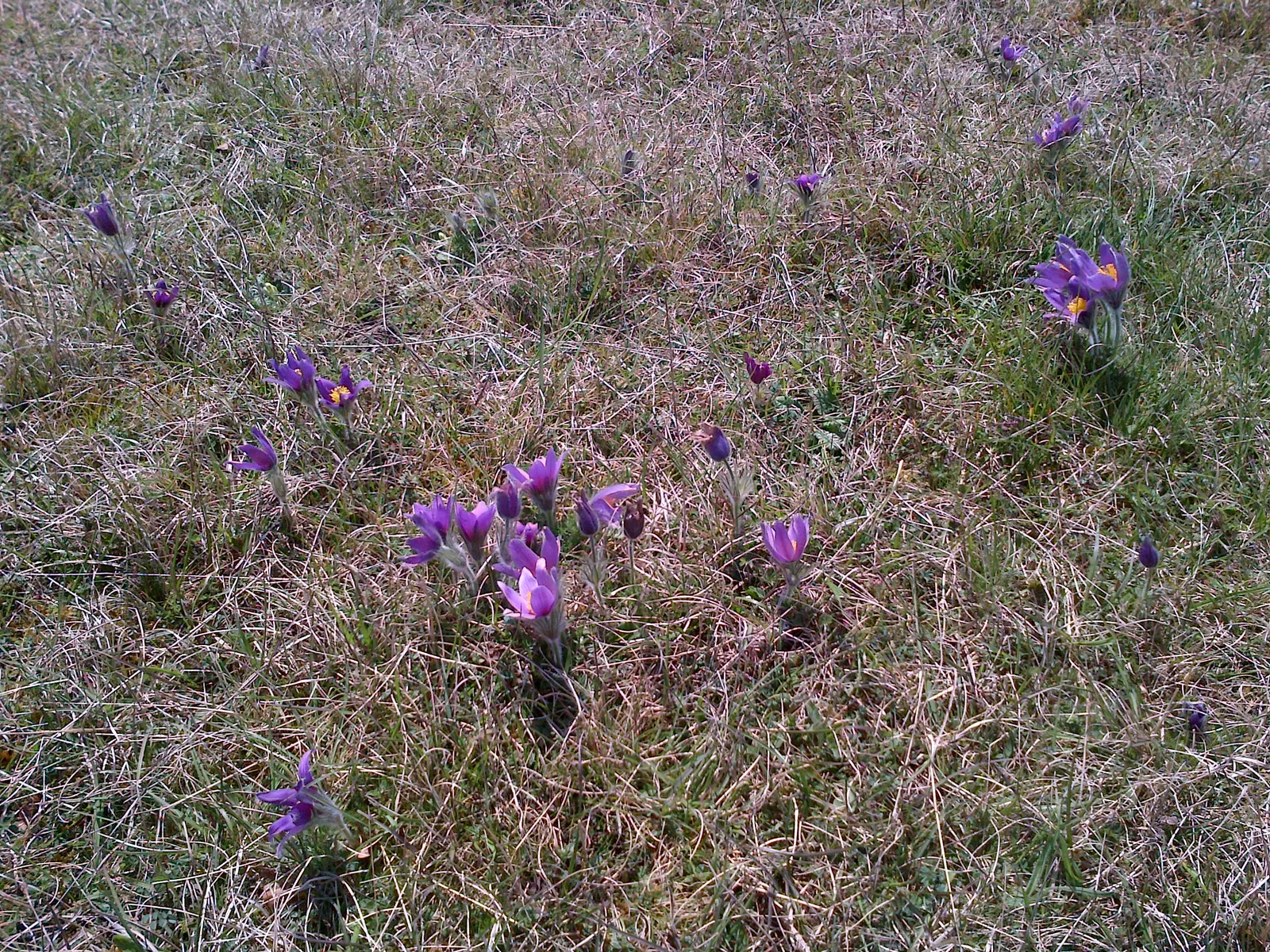 Pasque Flower (Pulsatilla Vulgaris) — ensure the planting site has well-draining soil; each bloom is crowned with golden-yellow stamens, image 175