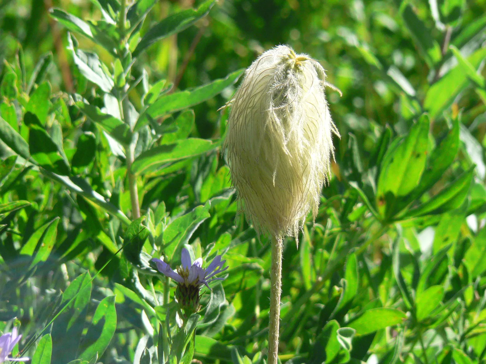 Pasque Flower (Pulsatilla Vulgaris) — fern-like foliage that emerges with a silvery hue