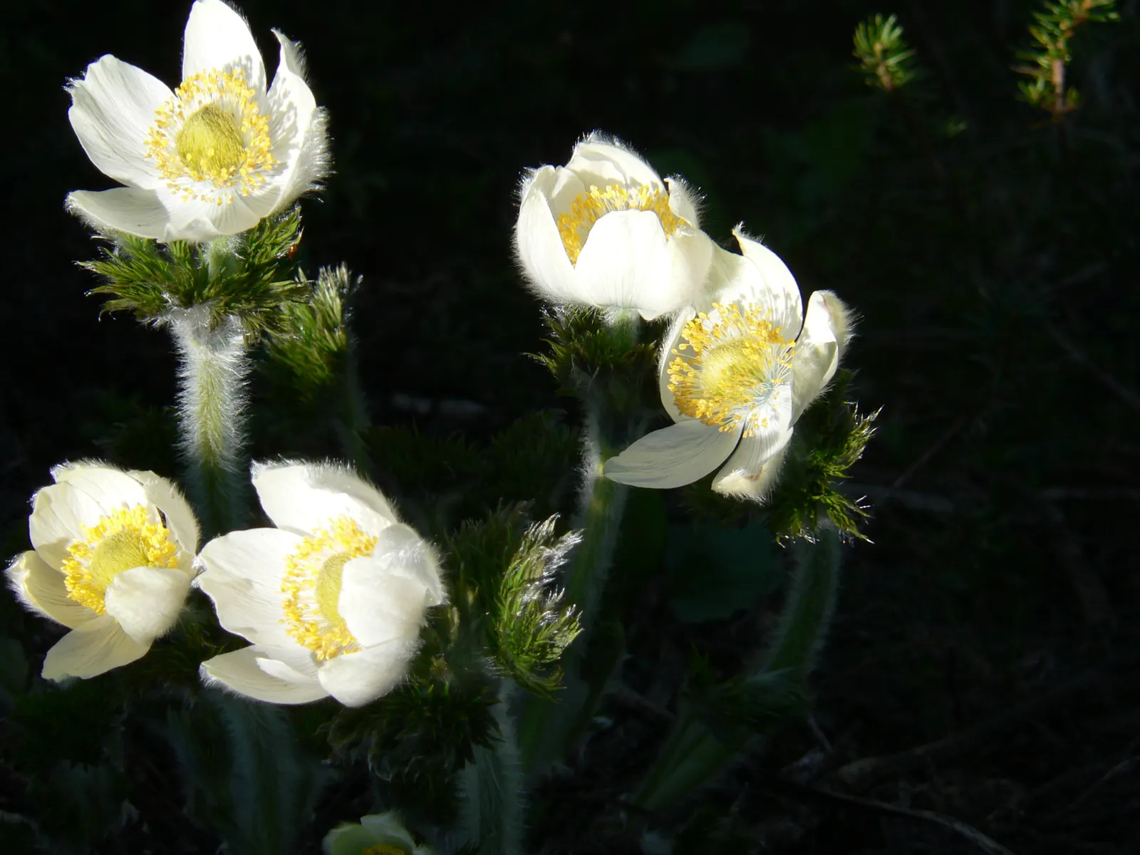 Pasque Flower (Pulsatilla Vulgaris) — adding textured interest to rock gardens and borders; adding a warm contrast.<br><br>As the season progresses, image 128
