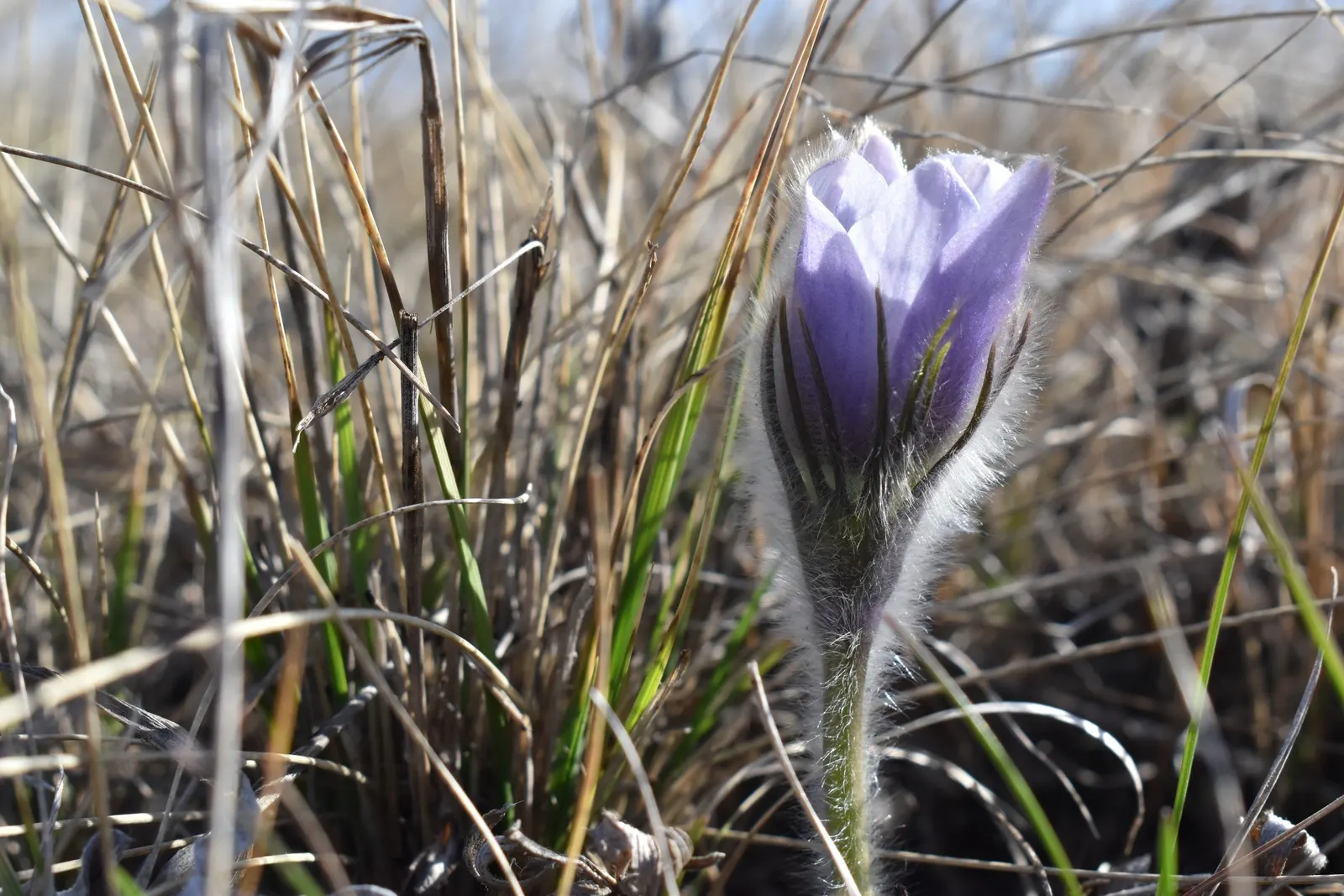 Pasque Flower (Pulsatilla Vulgaris) — bell-shaped blooms in violet; originating from European meadows and prairies, image 62