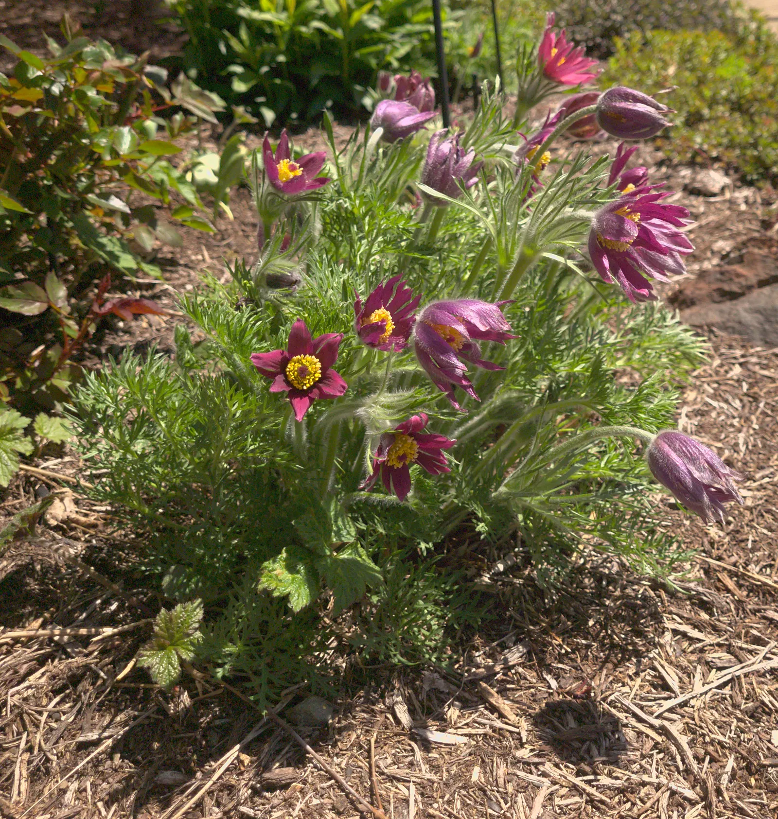 Pasque Flower (Pulsatilla Vulgaris) — Originating from European meadows and prairies; pulsatilla vulgaris typically grows to a height of 6 to 8 inches tall and