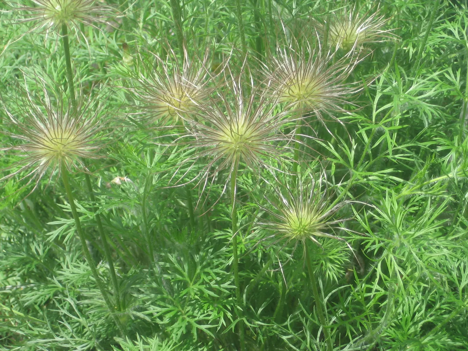 Pasque Flower (Pulsatilla Vulgaris) — perennial for full or half or shade; it prefers a neutral to slightly alkaline pH and will require minimal, image 180