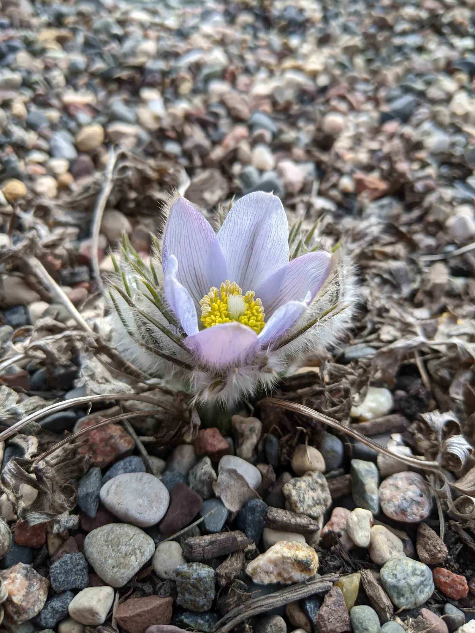 Pasque Flower (Pulsatilla Vulgaris) — perennial for full or half or shade; it prefers a neutral to slightly alkaline pH and will require minimal maintenance
