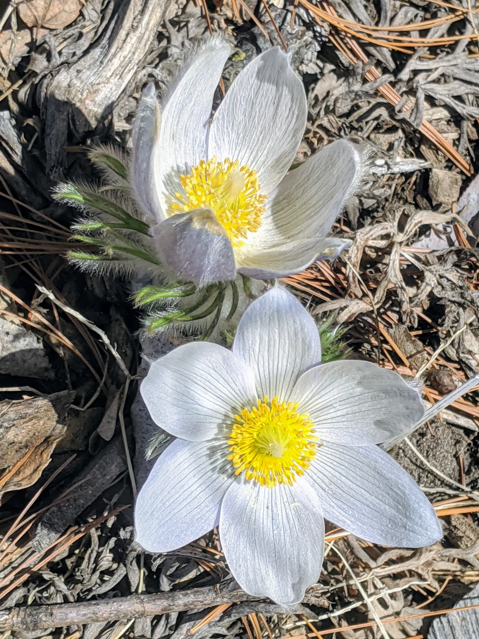 Pasque Flower (Pulsatilla Vulgaris) — appearing from early to mid-spring; flourishing in full sun to part shade, image 108