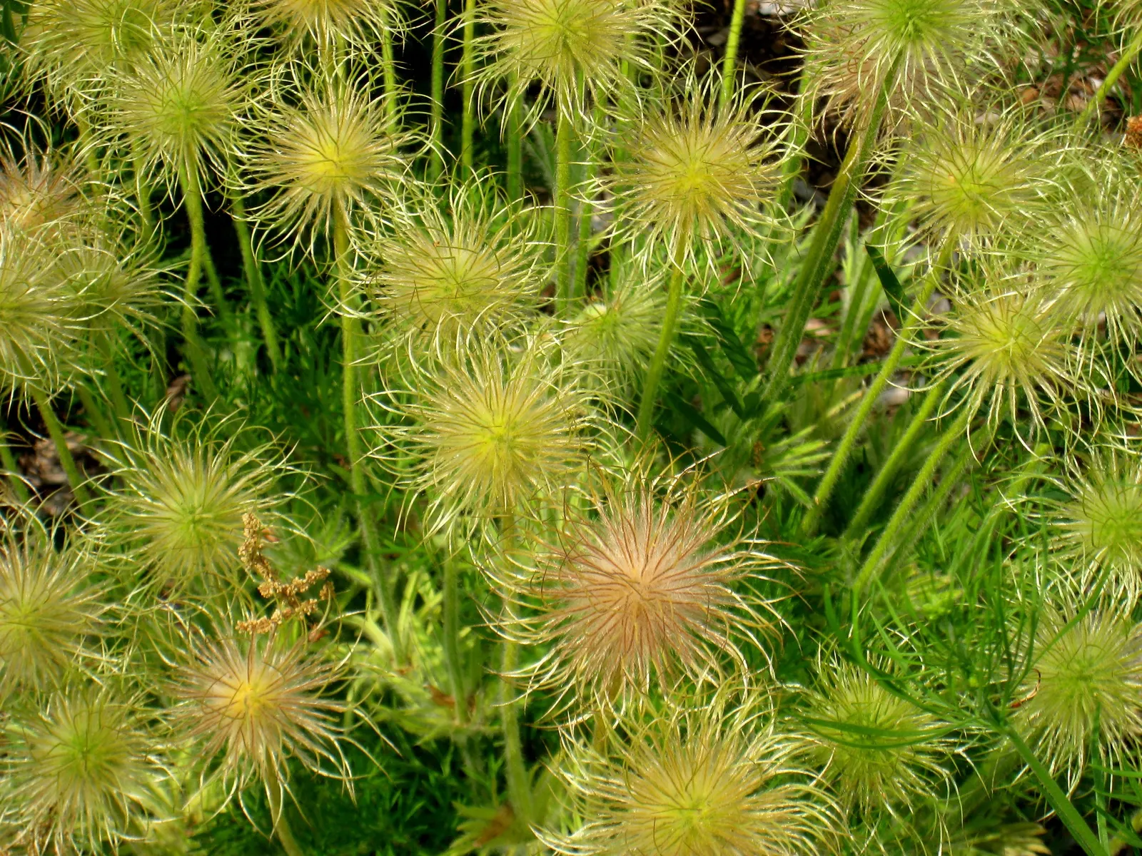 Pasque Flower (Pulsatilla Vulgaris) — ensure the planting site has well-draining soil; each bloom is crowned with golden-yellow stamens, image 115