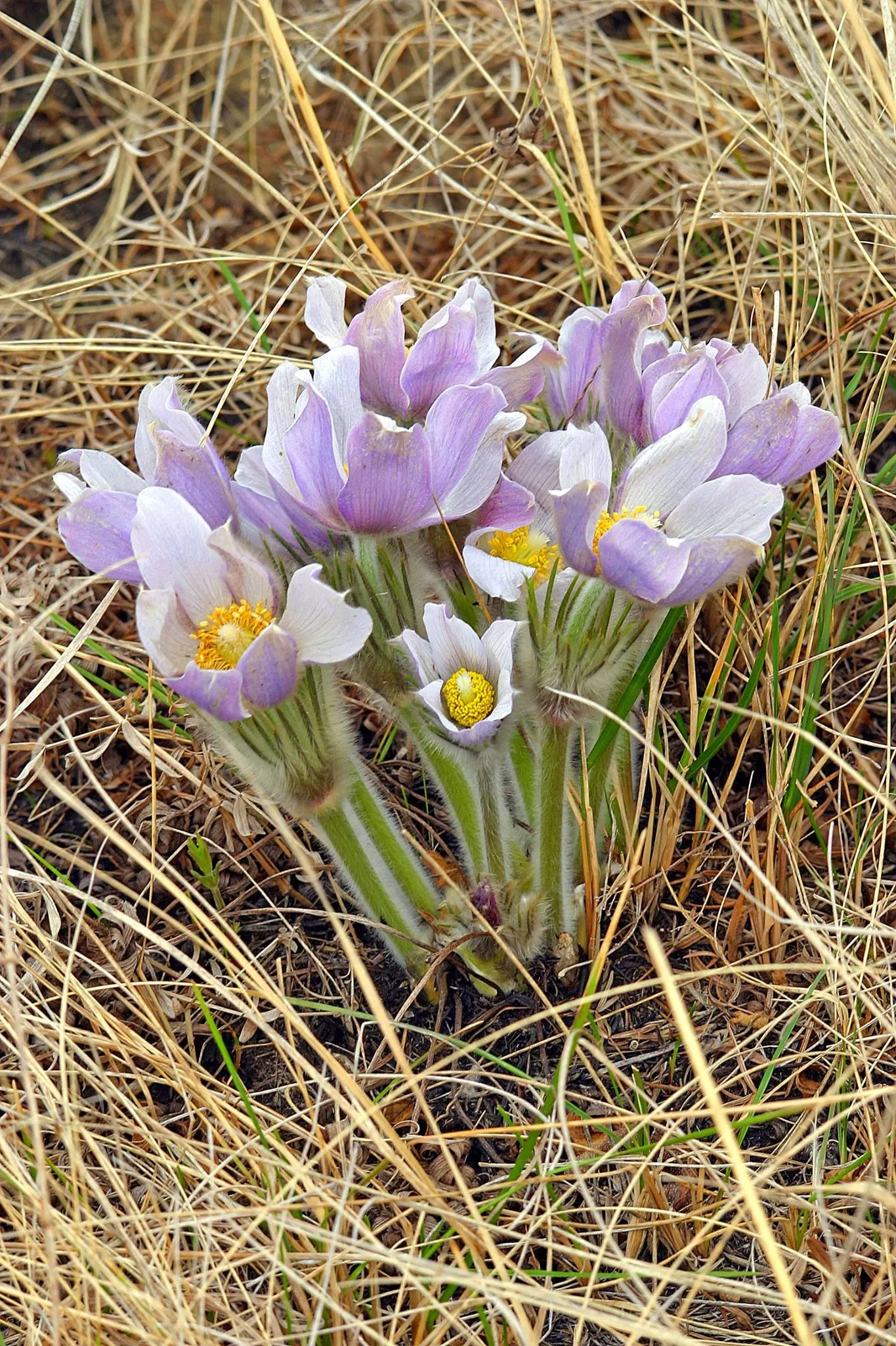 Pasque Flower (Pulsatilla Vulgaris) — the Pasque Flower's distinctive seed heads develop; making it an excellent low-growing ground cover or border, image 144