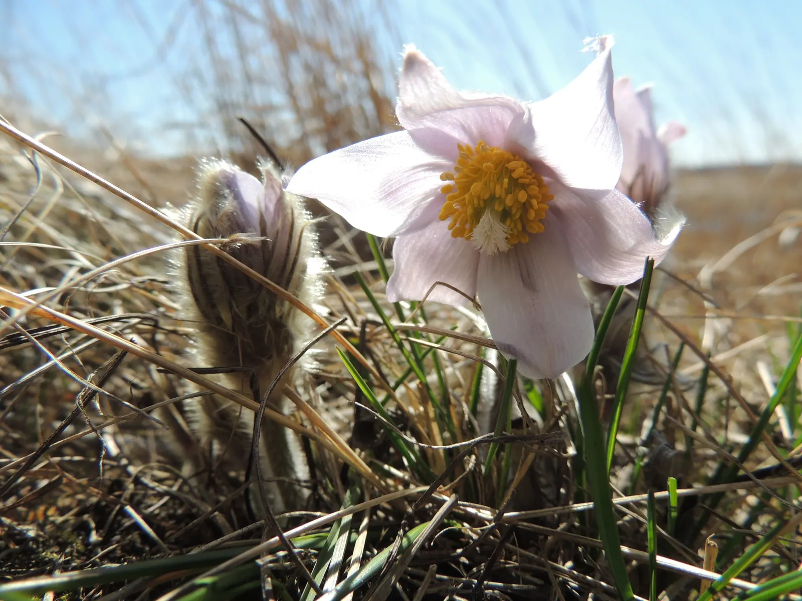 Pasque Flower (Pulsatilla Vulgaris) — fern-like foliage that emerges with a silvery hue; are bell-shaped and measure about 2 to 2.5 inches in, image 106