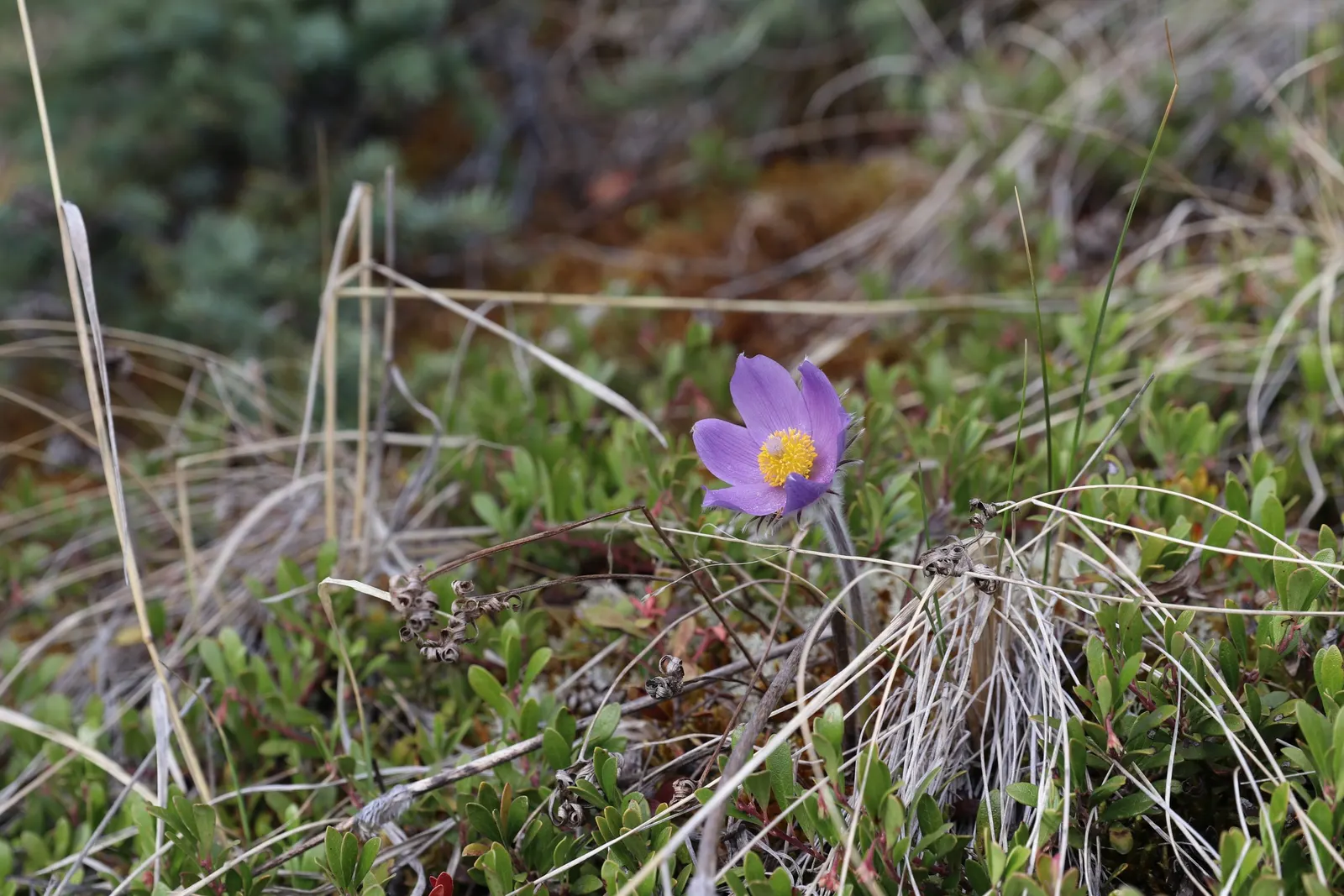 Pasque Flower (Pulsatilla Vulgaris) — is a charming and resilient herbaceous perennial that brings early spring color to the landscape; followed by distinctive
