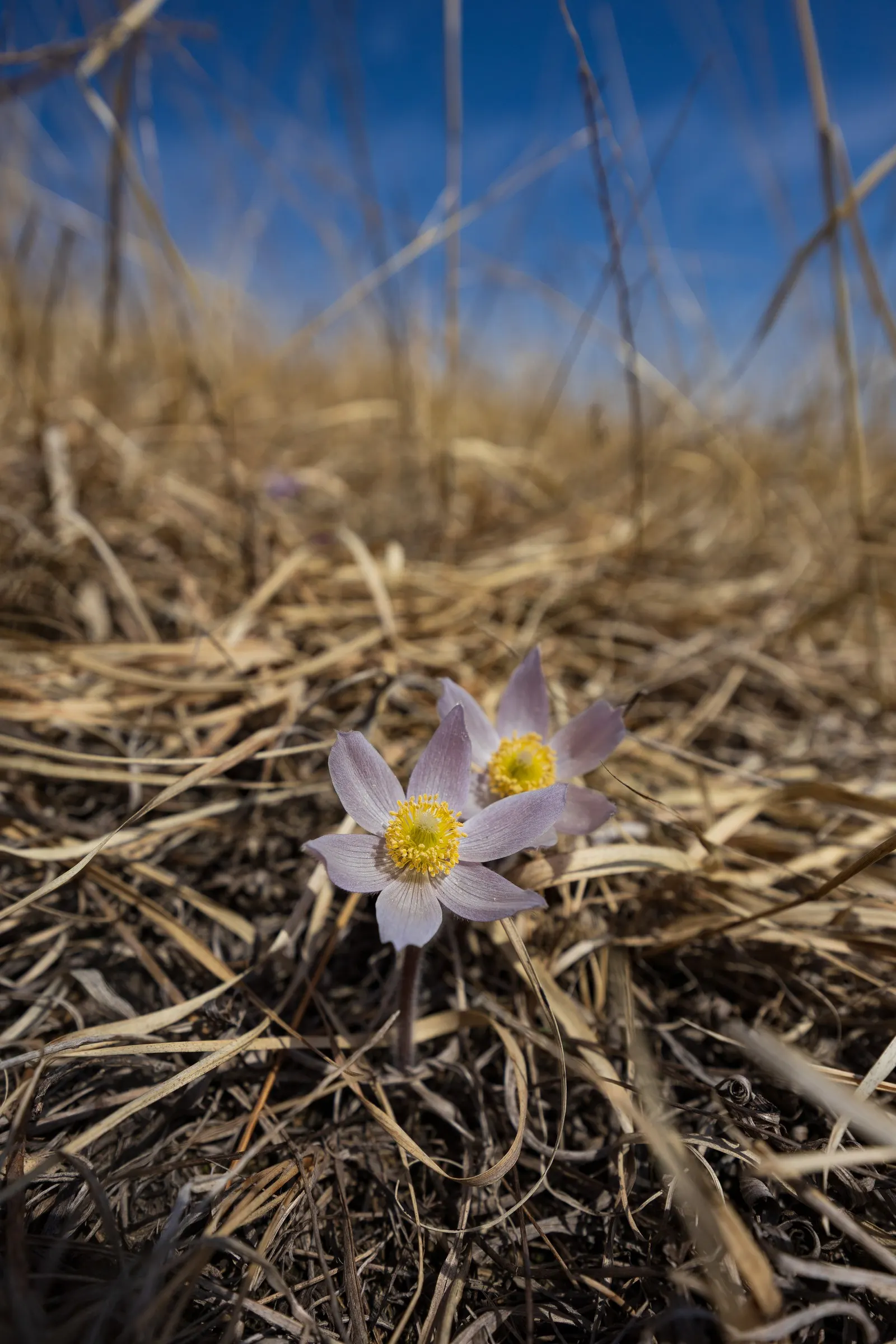 Pasque Flower (Pulsatilla Vulgaris) — Appreciated for its ornamental value; blue flowers in the garden, image 73
