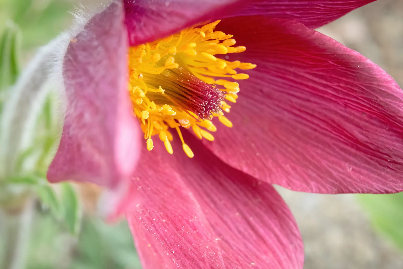 Pasque Flower (Pulsatilla Vulgaris) — Flourishing in full sun to part shade; appearing from early to mid-spring, image 93
