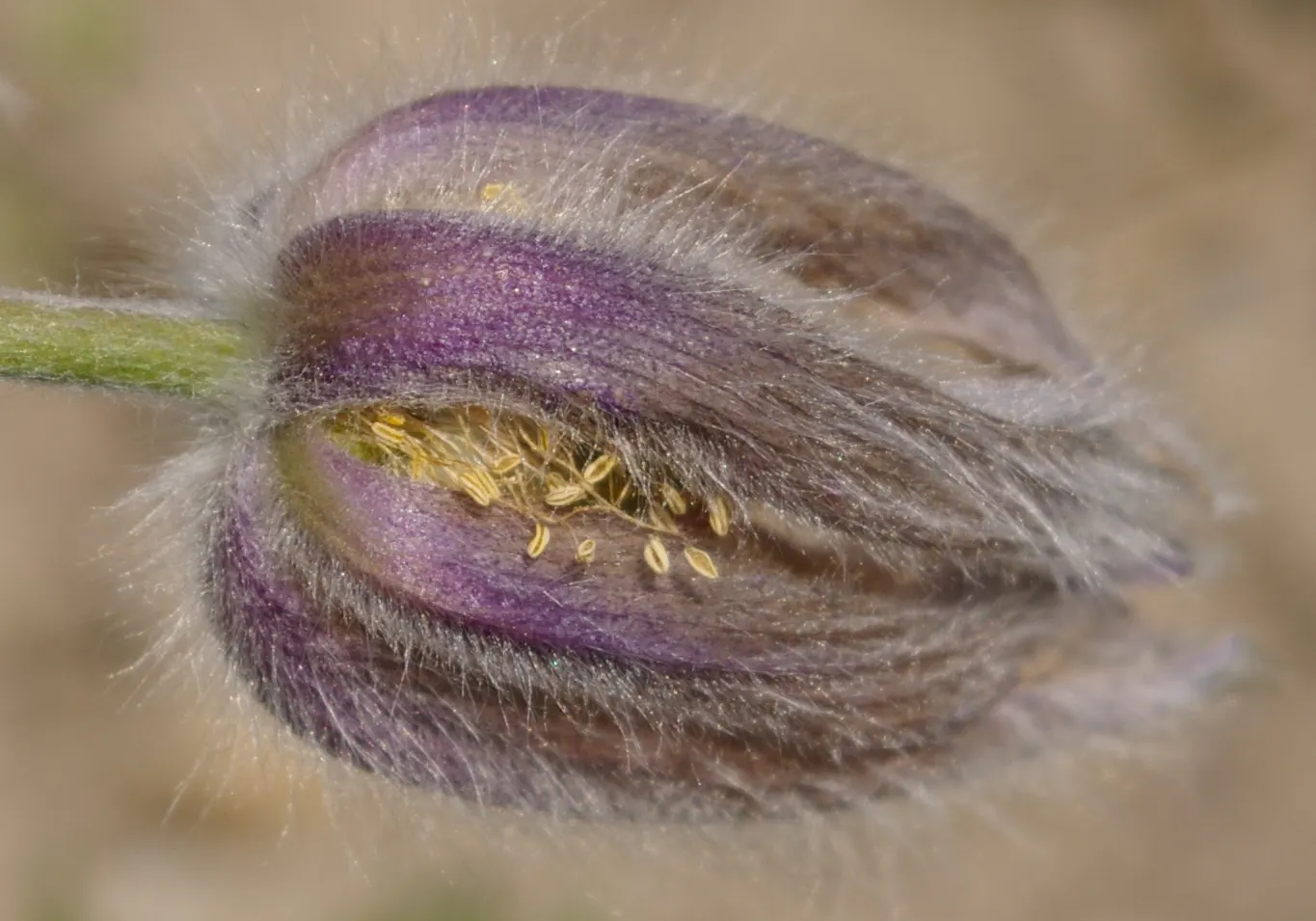 Pasque Flower (Pulsatilla Vulgaris) — appearing from early to mid-spring; flourishing in full sun to part shade