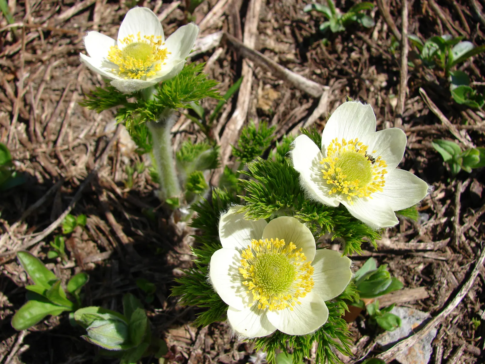 Pasque Flower (Pulsatilla Vulgaris) — The Pasque Flower (Pulsatilla vulgaris) is a captivating perennial; this European native prefers well-drained, image 181