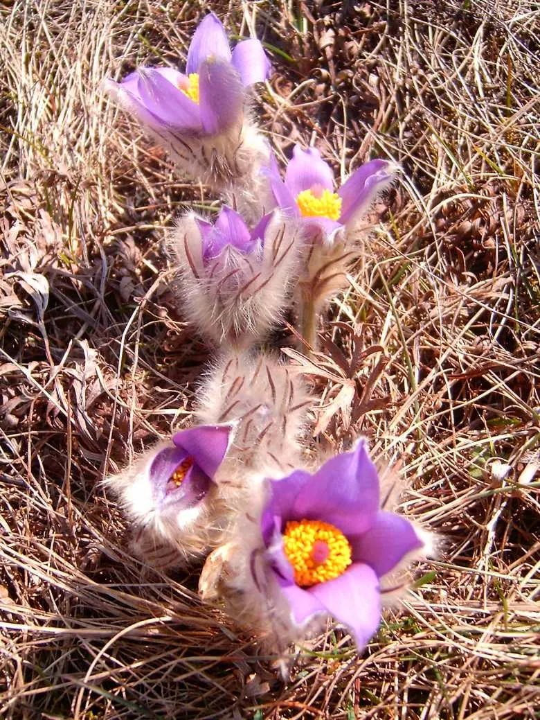 Pasque Flower (Pulsatilla Vulgaris) — making it an excellent low-growing ground cover or border plant.<br><br>With fine; this plant is hardy in, image 75