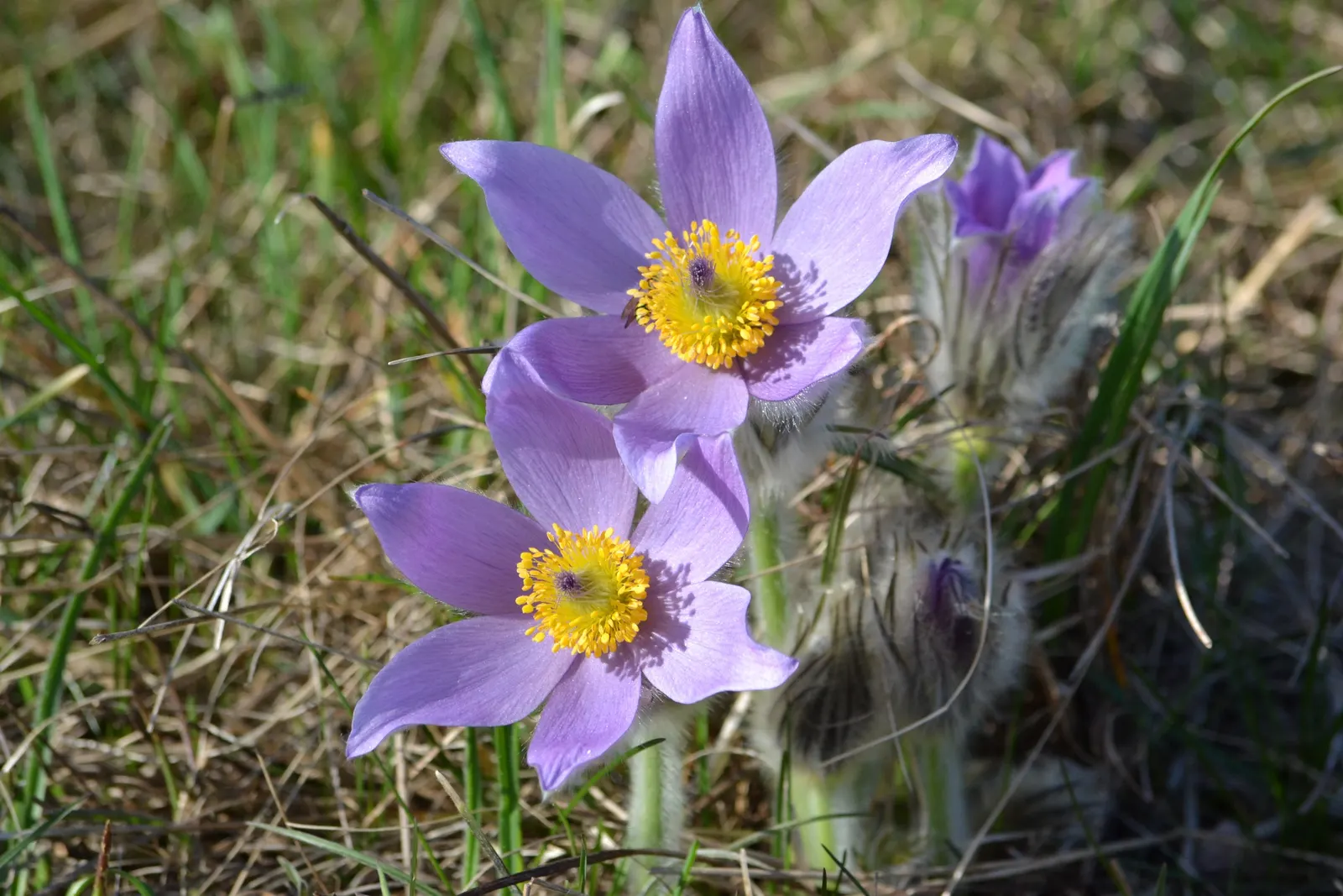 Pasque Flower (Pulsatilla Vulgaris) — adding textured interest to rock gardens and borders; adding a warm contrast.<br><br>As the season progresses, image 158