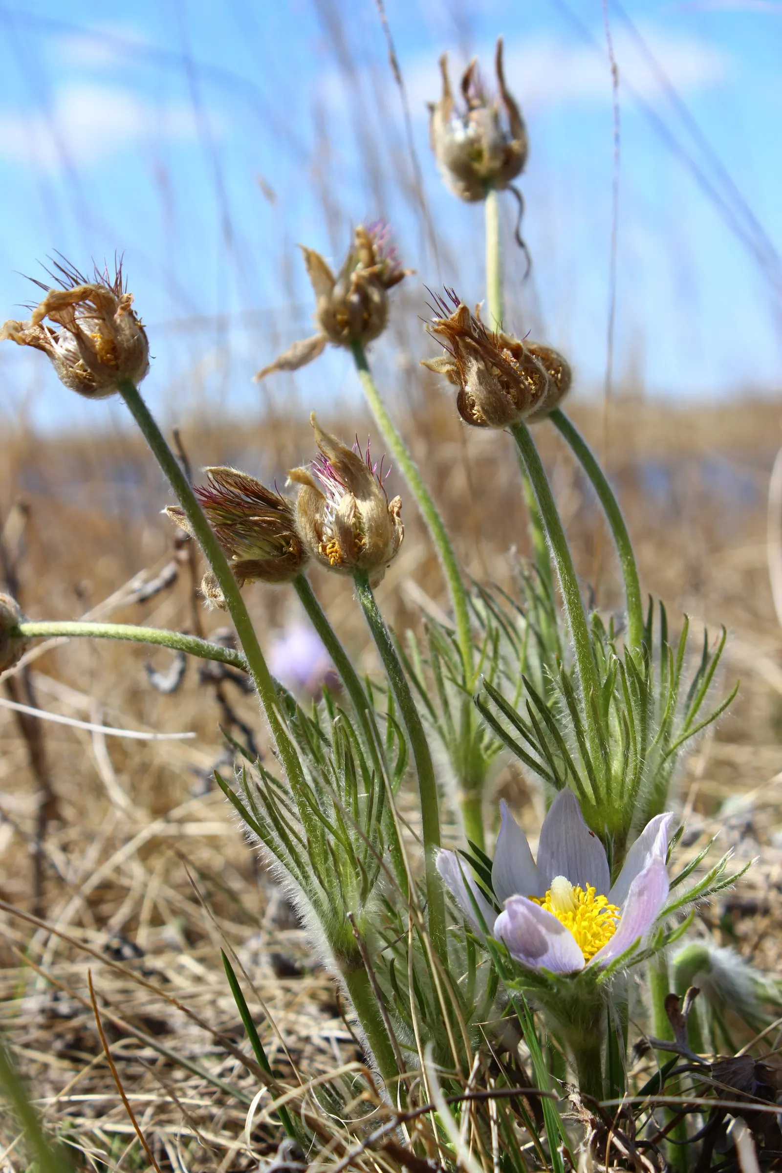 Pasque Flower (Pulsatilla Vulgaris) — Pulsatilla vulgaris typically grows to a height of 6 to 8 inches tall and spreads about the same in width, image 134
