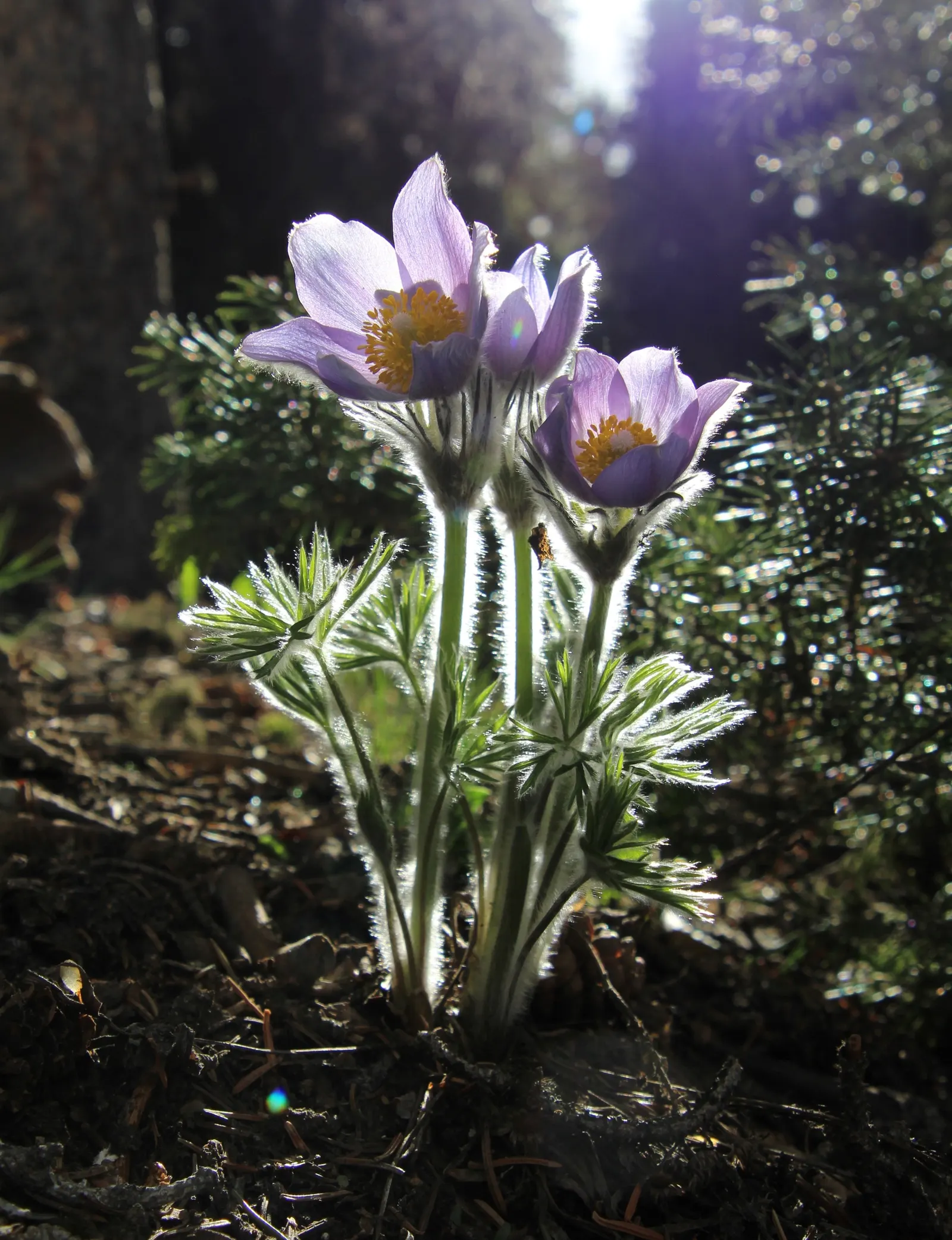 Pasque Flower (Pulsatilla Vulgaris) — scientifically named Pulsatilla vulgaris; perennial for full or half or shade, image 159