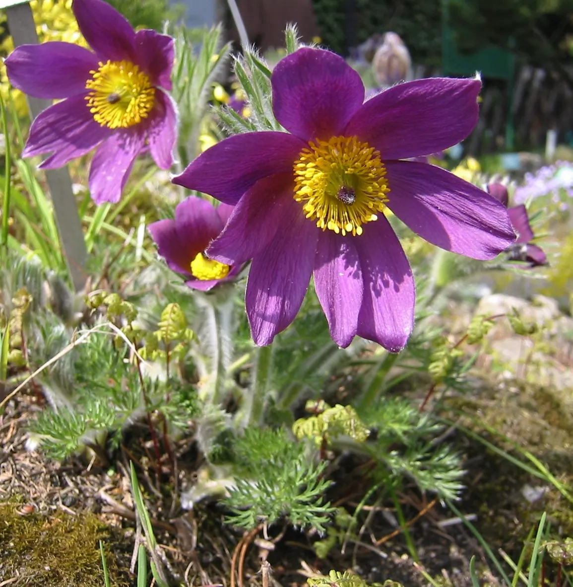 Pasque Flower (Pulsatilla Vulgaris) — bell-shaped blooms in violet; originating from European meadows and prairies, image 182