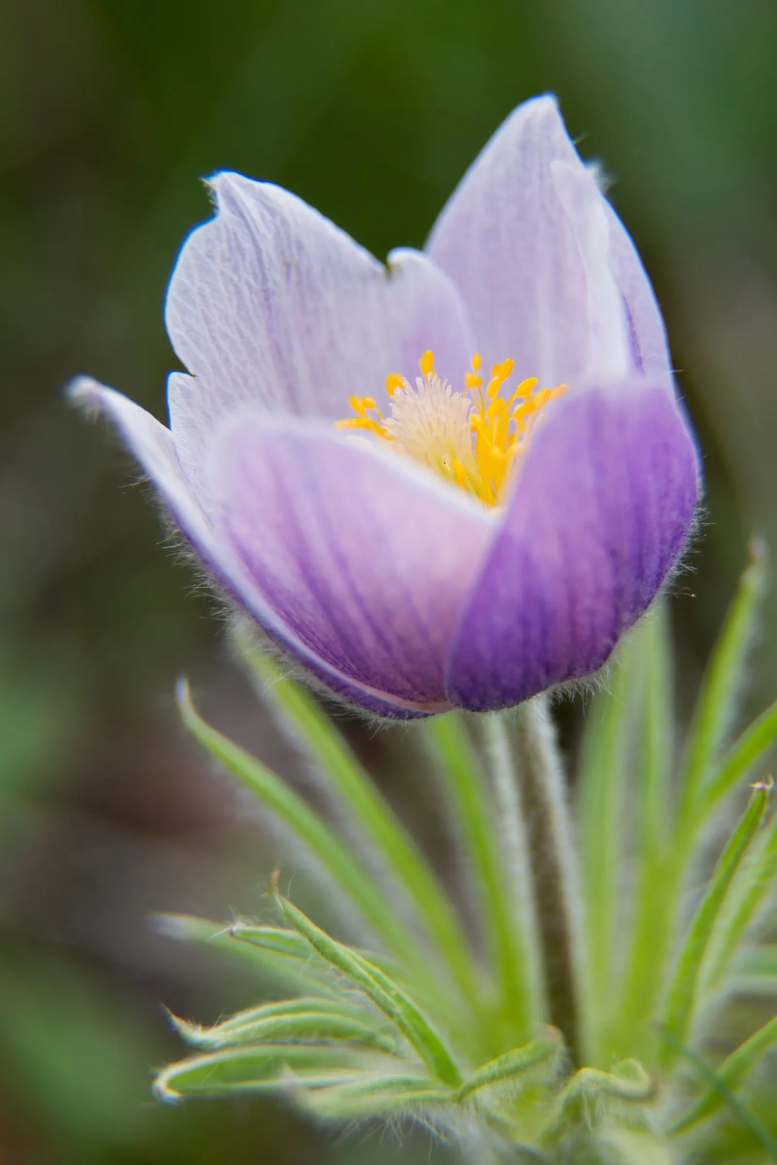 Pasque Flower (Pulsatilla Vulgaris) — fern-like foliage that emerges with a silvery hue; are bell-shaped and measure about 2 to 2.5 inches in, image 76