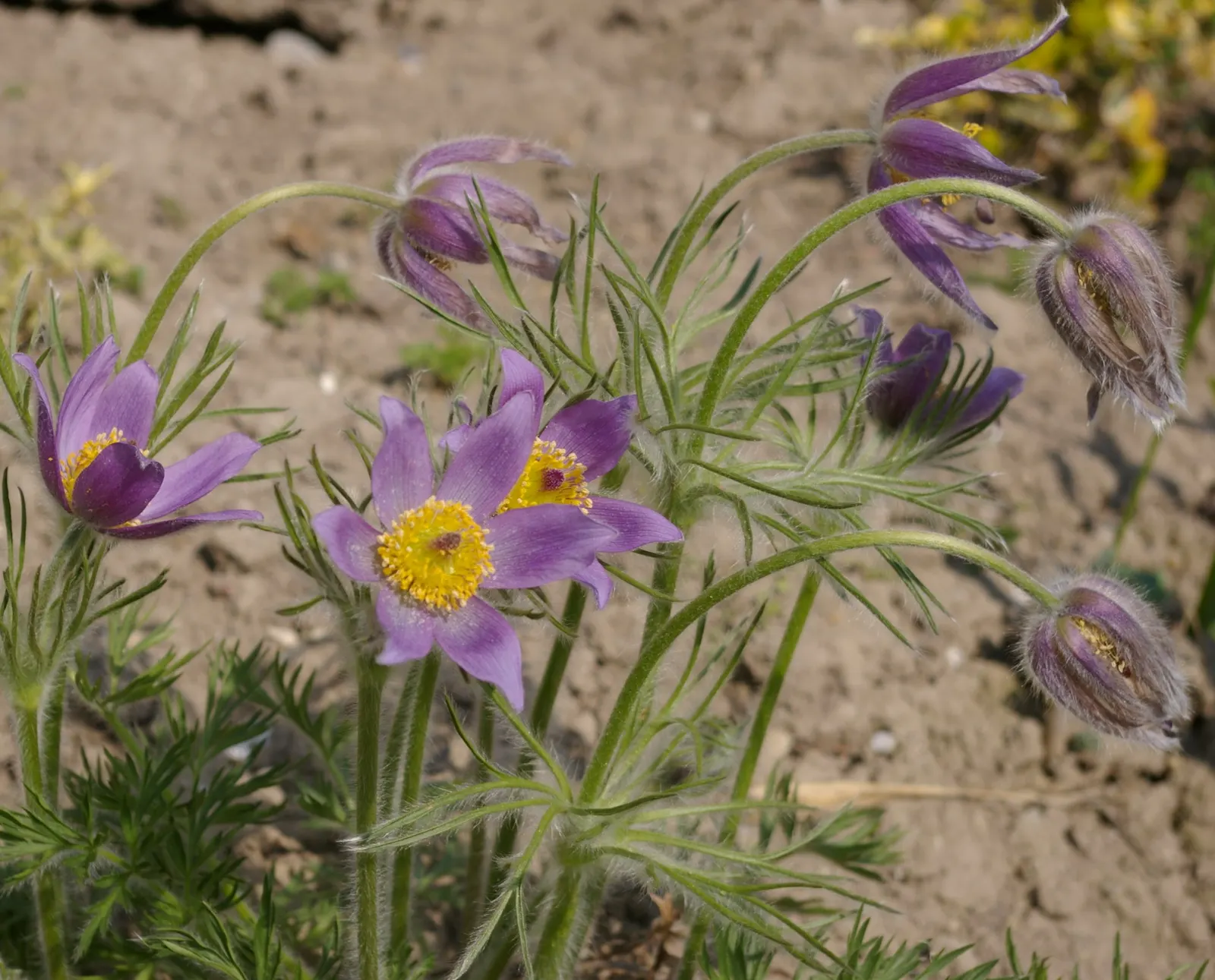 Pasque Flower (Pulsatilla Vulgaris) — and even white varieties exist for a softer accent; the Pasque Flower's distinctive seed heads develop, image 111
