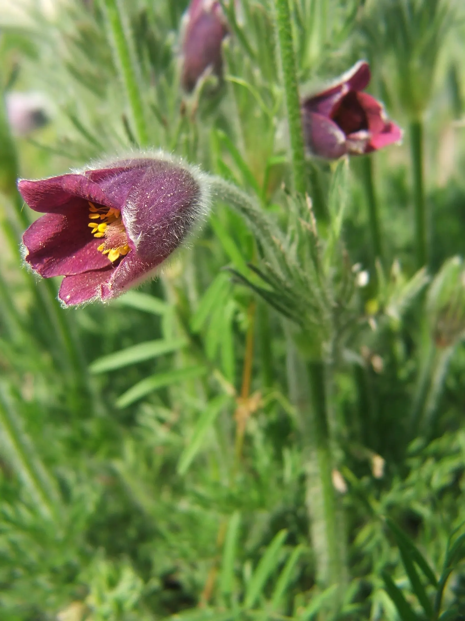 Pasque Flower (Pulsatilla Vulgaris) — growing to a mature size of around 8-12 inches in height and width; bell-shaped blooms in violet, image 125