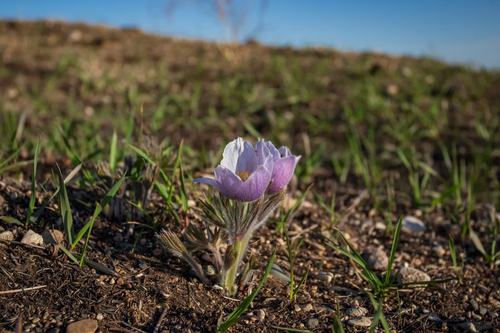 Pasque Flower (Pulsatilla Vulgaris) — this European native prefers well-drained soil; ensure the planting site has well-draining soil