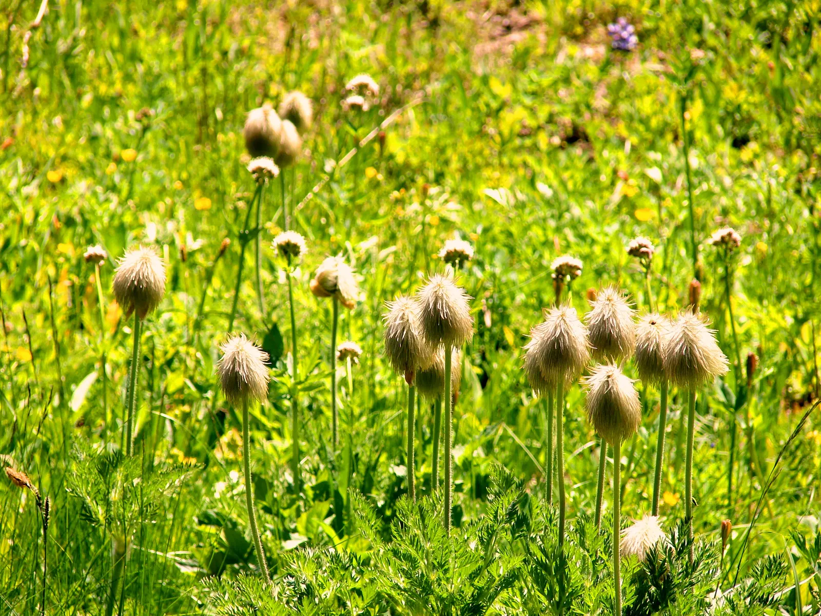 Pasque Flower (Pulsatilla Vulgaris) — The Pasque Flower (Pulsatilla vulgaris) is a captivating perennial; this European native prefers well-drained, image 151