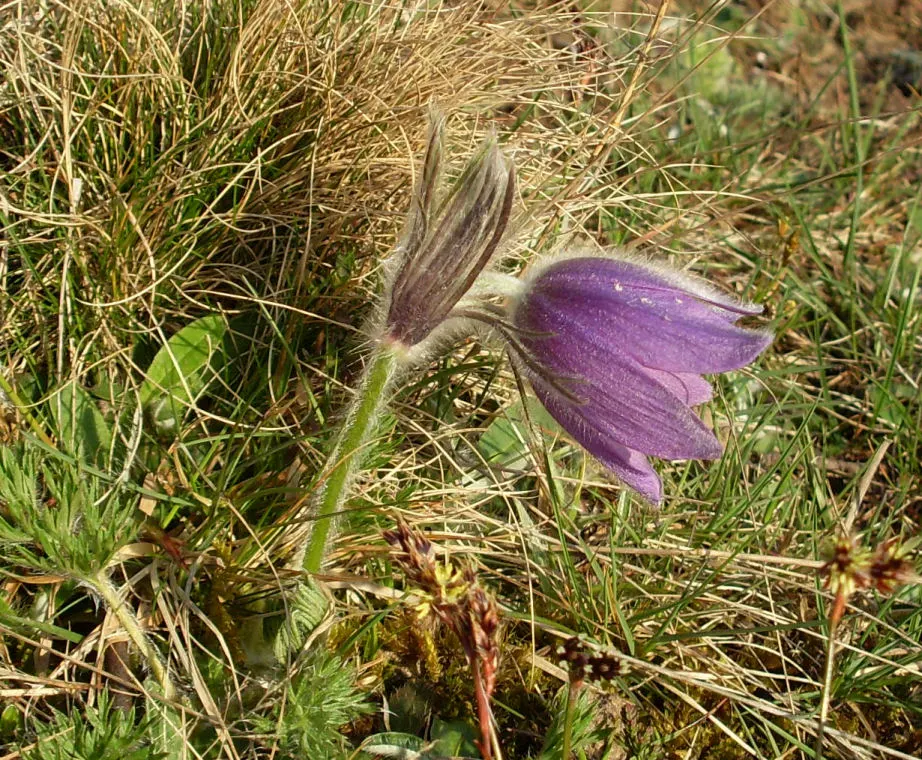 Pasque Flower (Pulsatilla Vulgaris) — ensure the planting site has well-draining soil; each bloom is crowned with golden-yellow stamens, image 145