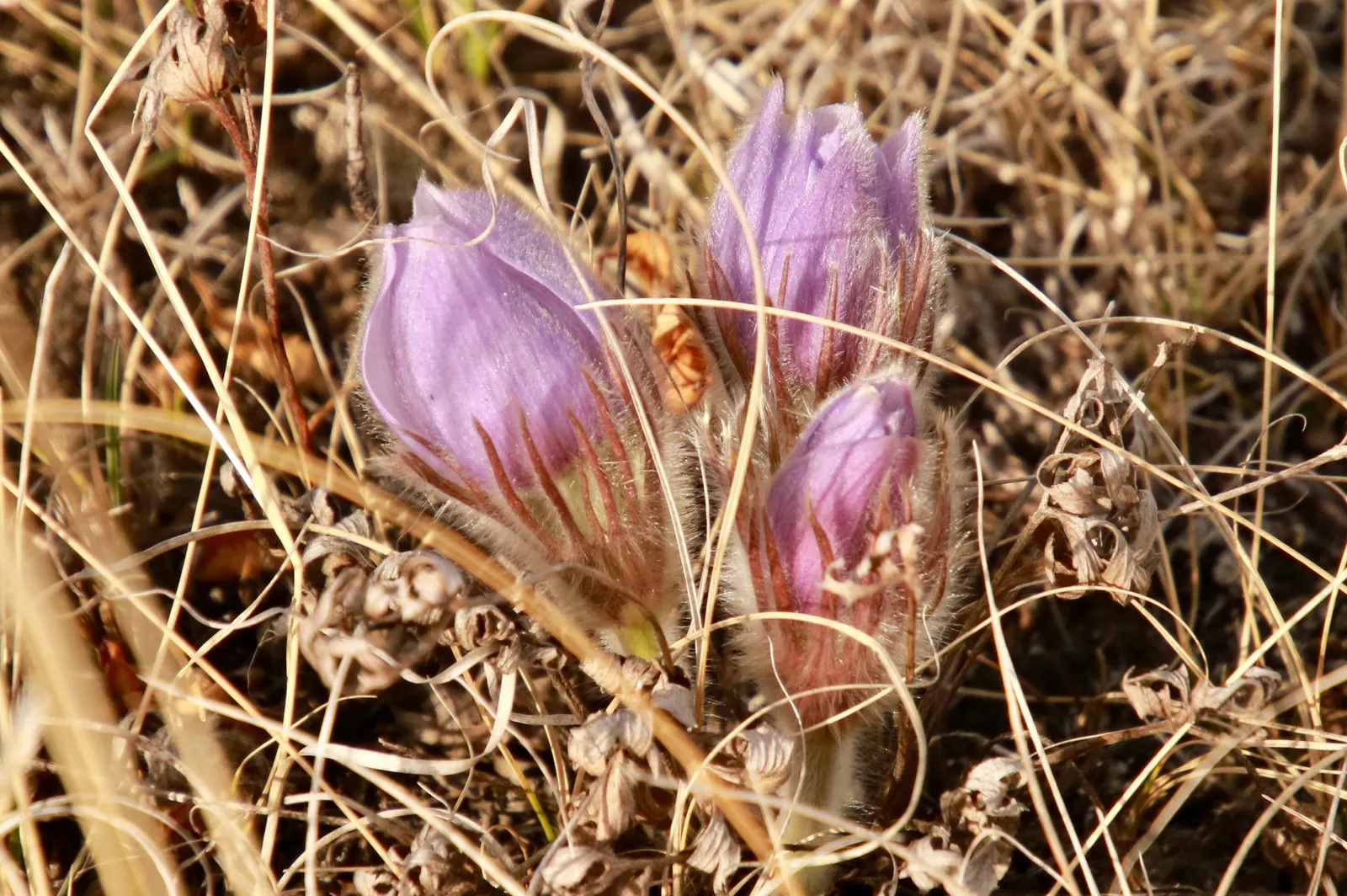 Pasque Flower (Pulsatilla Vulgaris) — adding textured interest to rock gardens and borders