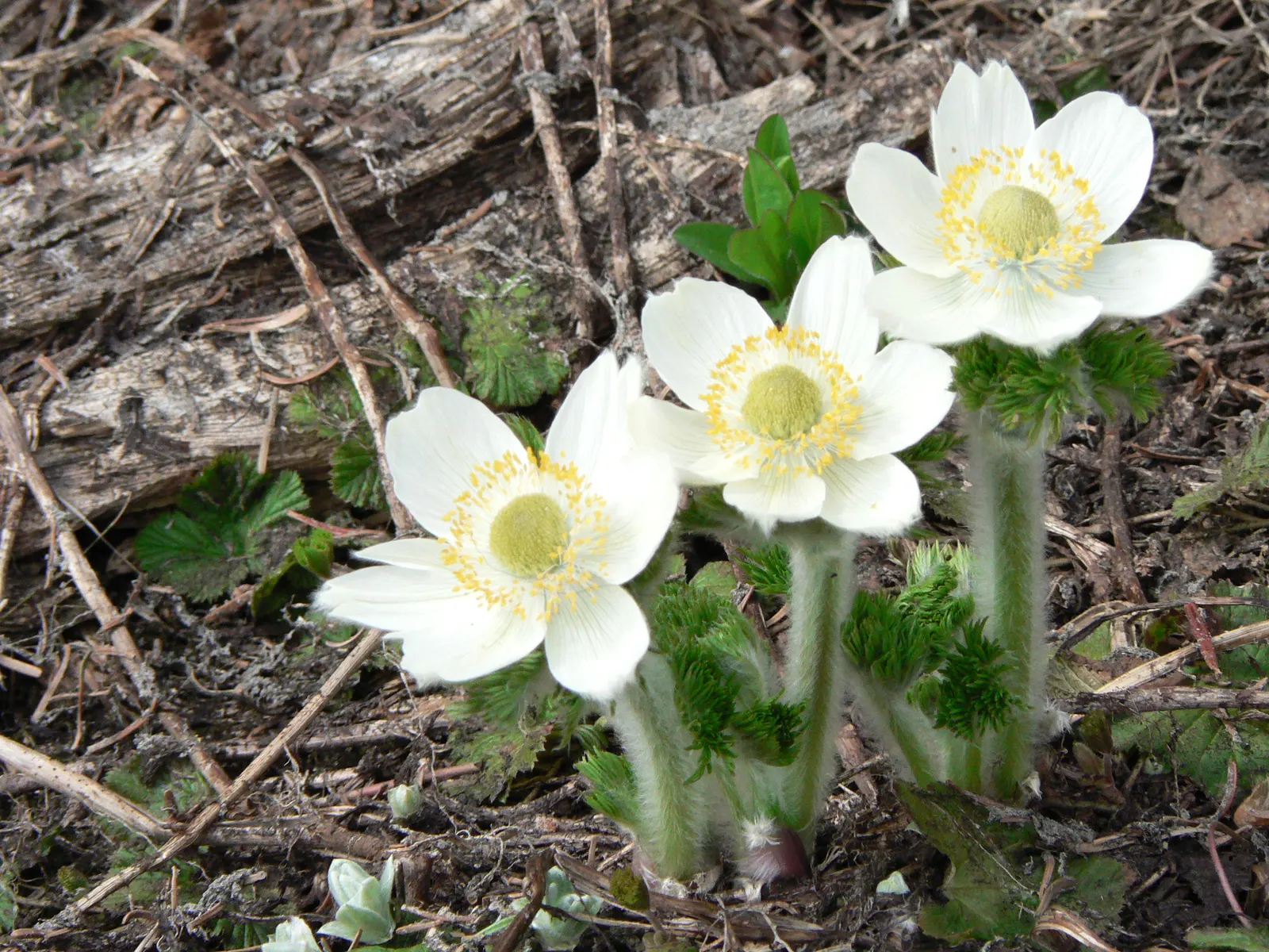 Pasque Flower (Pulsatilla Vulgaris) — Their vibrant colors range from deep violet and lavender to red; textured backdrop for its showy blossoms, image 140