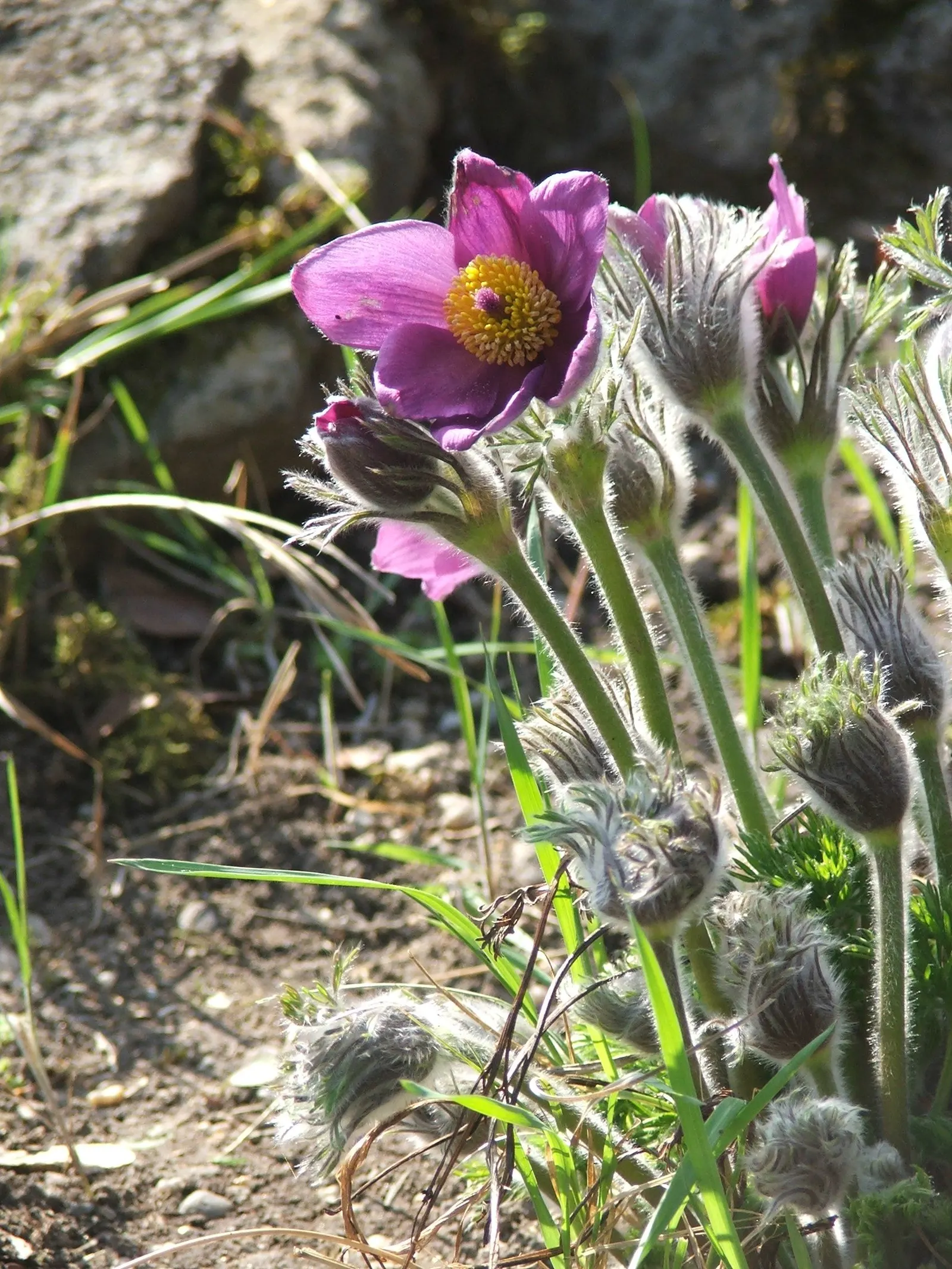 Pasque Flower (Pulsatilla Vulgaris) — making it an excellent low-growing ground cover or border plant.<br><br>With fine