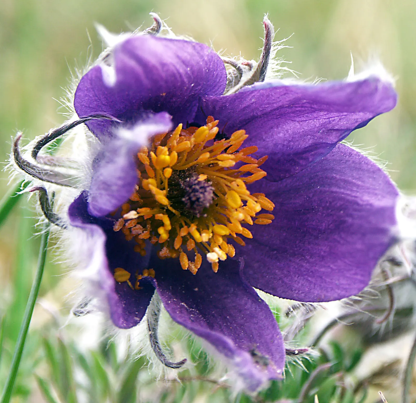 Pasque Flower (Pulsatilla Vulgaris) — bell-shaped blooms in violet; originating from European meadows and prairies, image 152