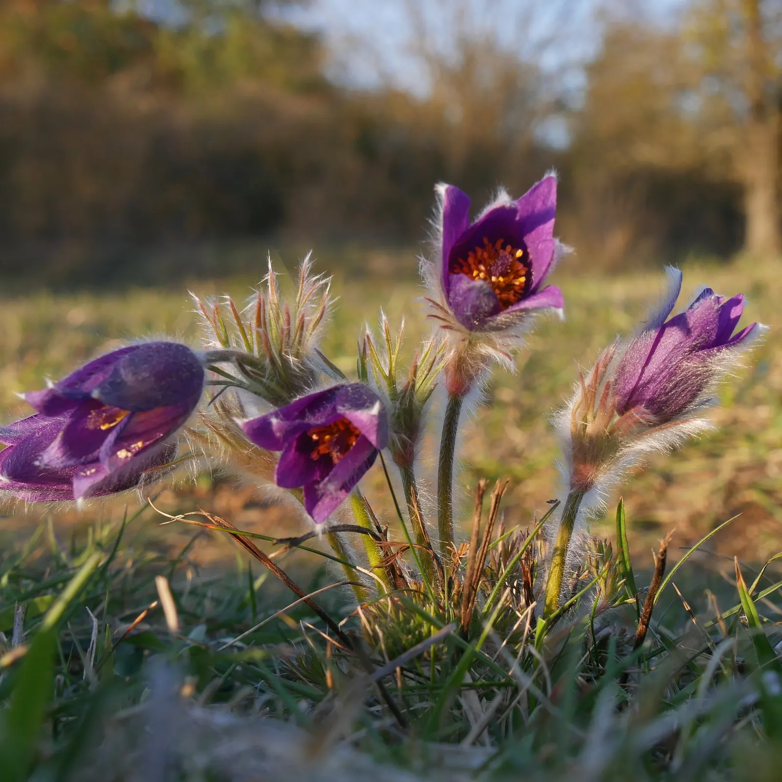 Pasque Flower (Pulsatilla Vulgaris) — as Pulsatilla vulgaris is sensitive to excessive moisture; perennial with blue blooms, image 86