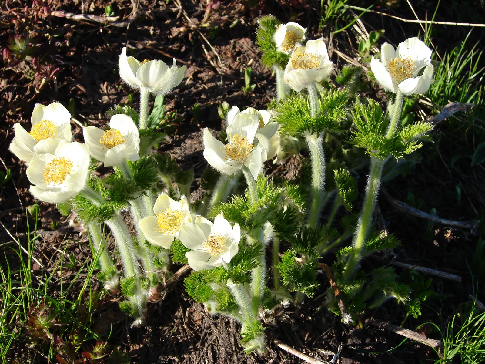 Pasque Flower (Pulsatilla Vulgaris) — It prefers a neutral to slightly alkaline pH and will require minimal maintenance once established; its, image 87