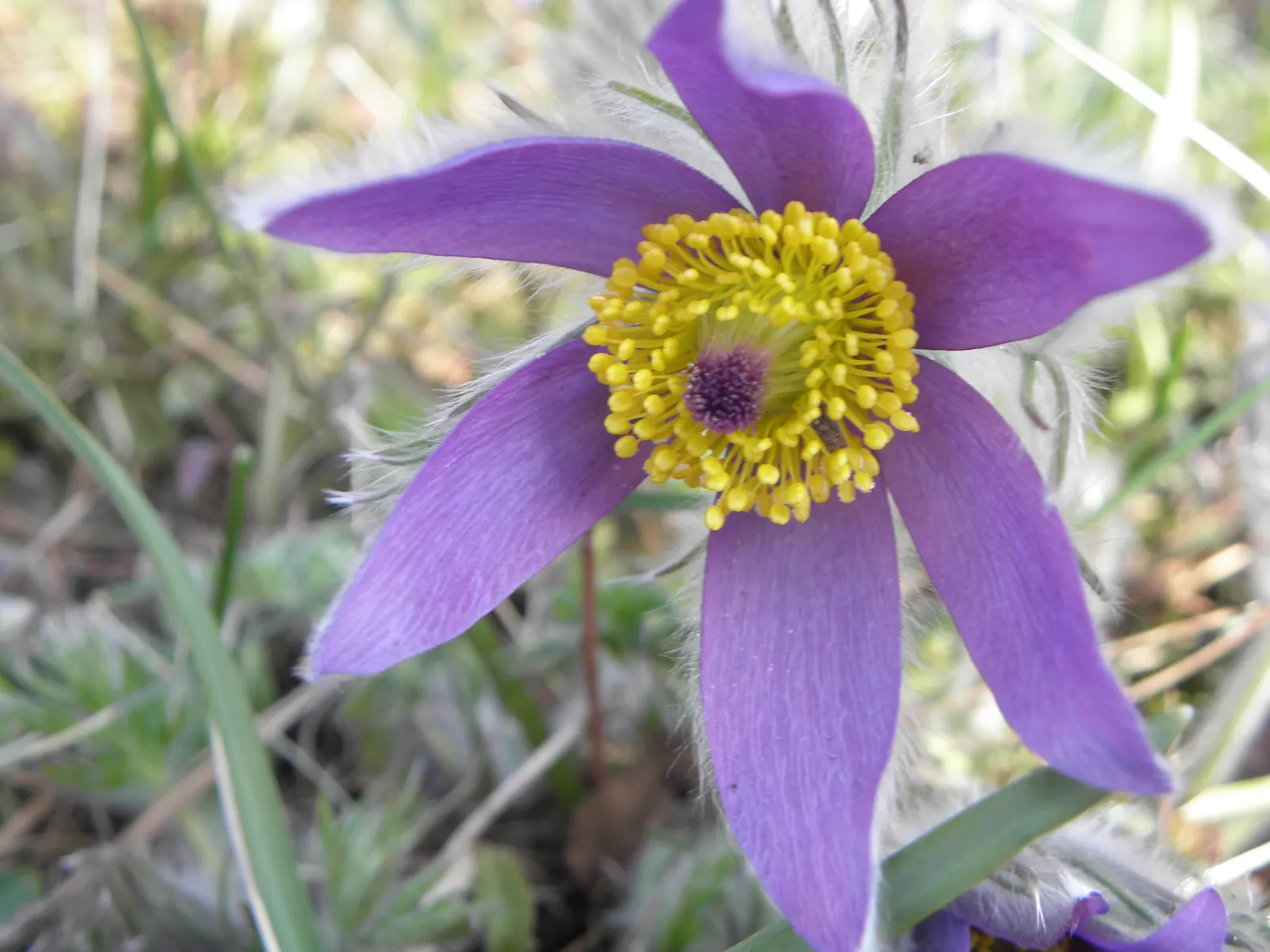 Pasque Flower (Pulsatilla Vulgaris) — this European native prefers well-drained soil; ensure the planting site has well-draining soil, image 94