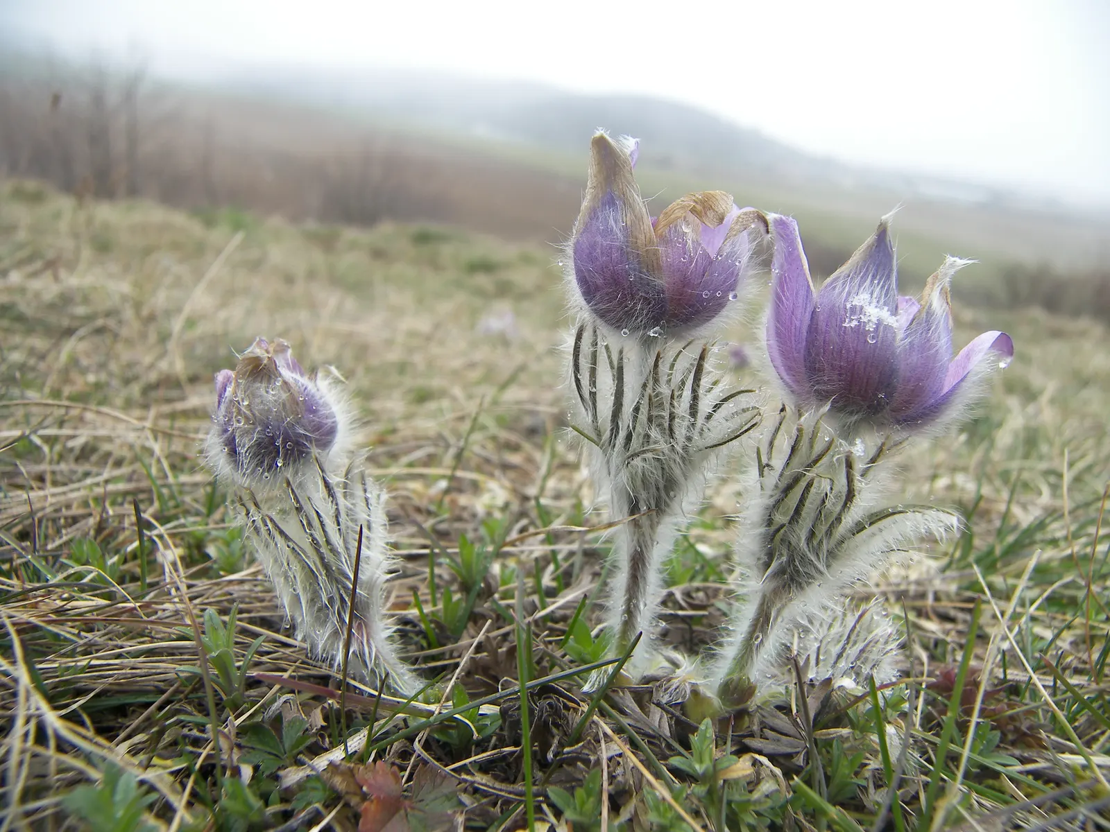 Pasque Flower (Pulsatilla Vulgaris) — Appreciated for its ornamental value; blue flowers in the garden