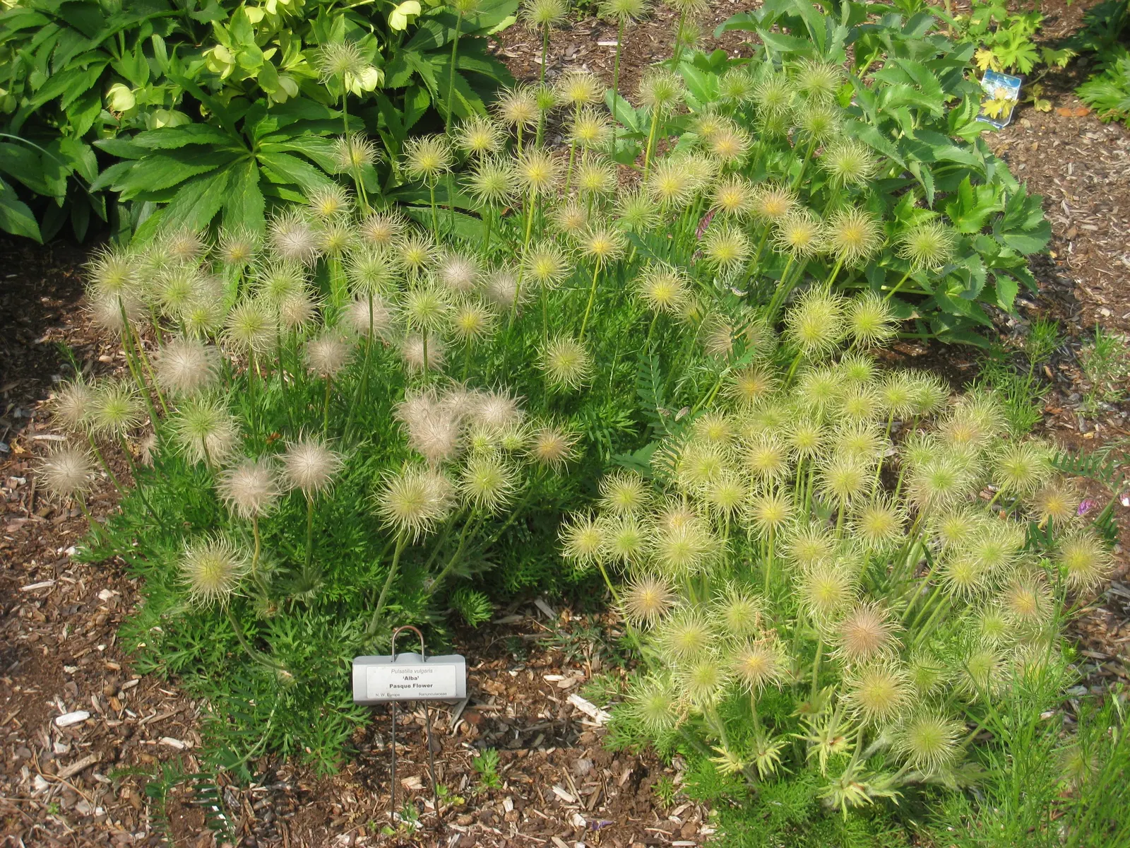 Pasque Flower (Pulsatilla Vulgaris) — Flourishing in full sun to part shade; appearing from early to mid-spring, image 123